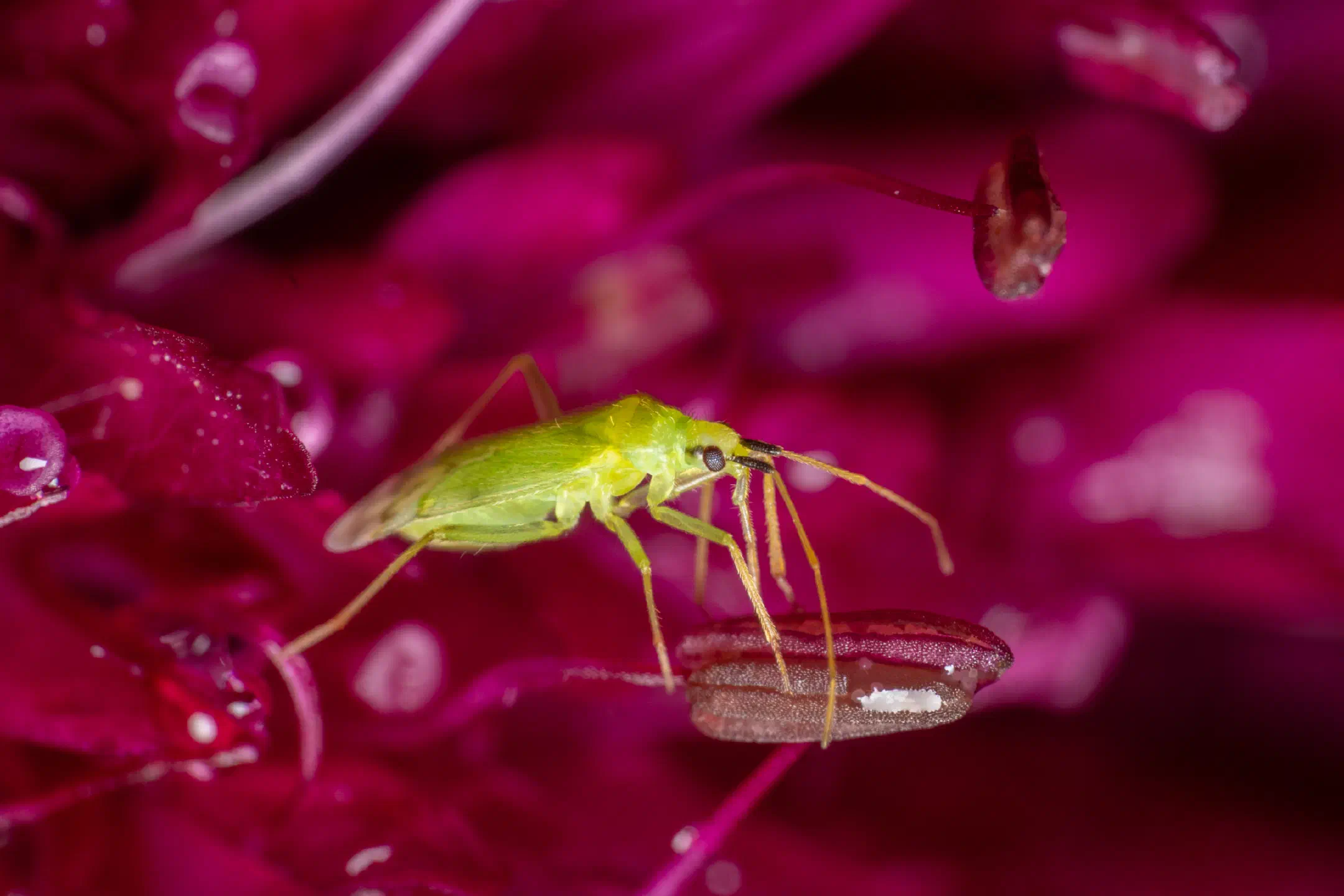 Common Green Capsid | Common Green Capsid
