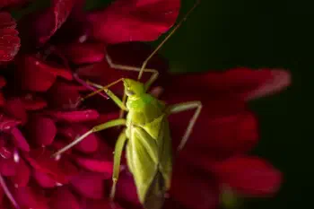 Apolygus lucorum
