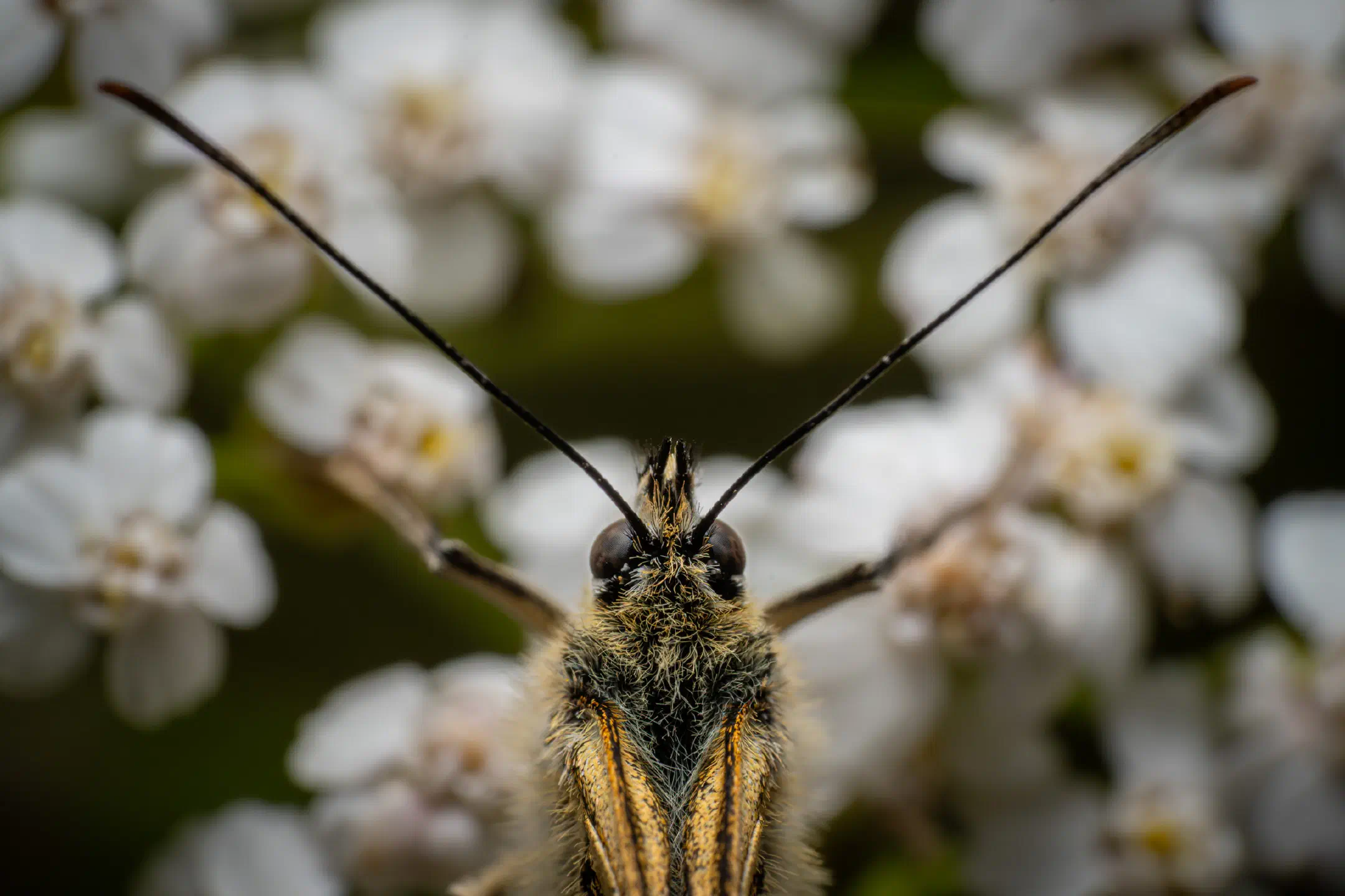 Marbled White | Marbled White