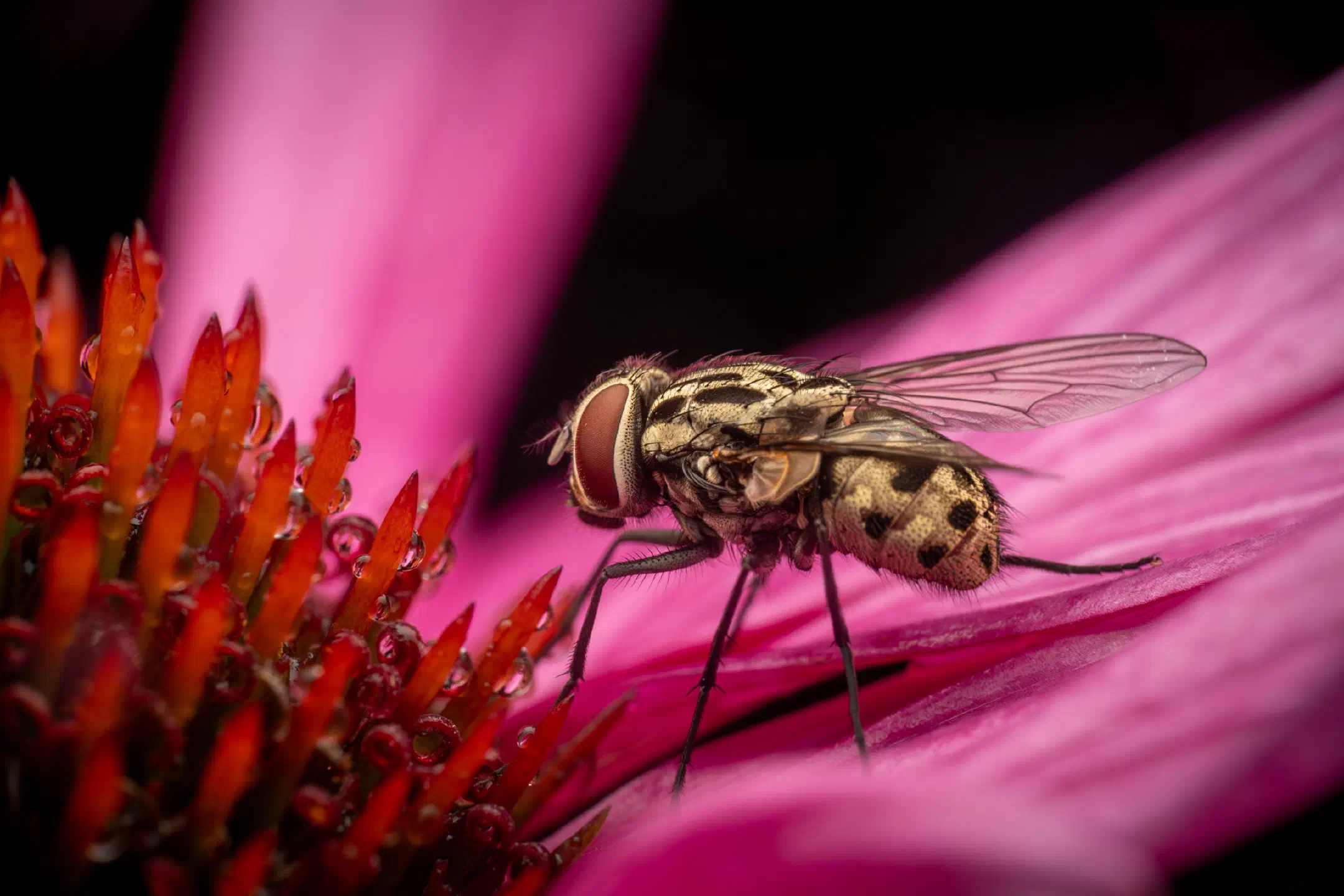 Sarcophaga carnaria | Sarcophaga carnaria