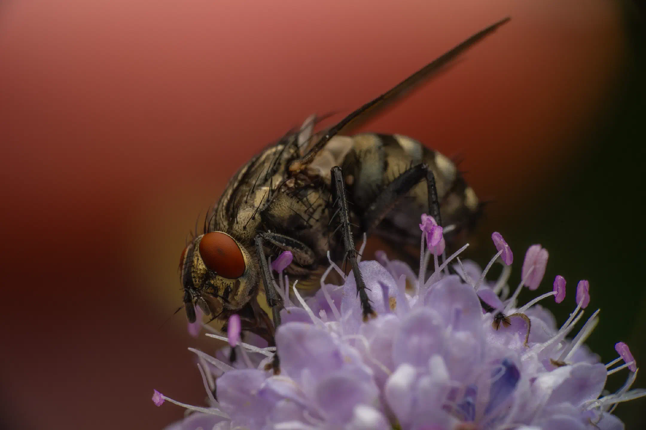 Sarcophaga carnaria | Sarcophaga carnaria