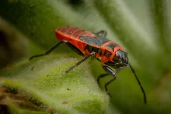 European Firebug