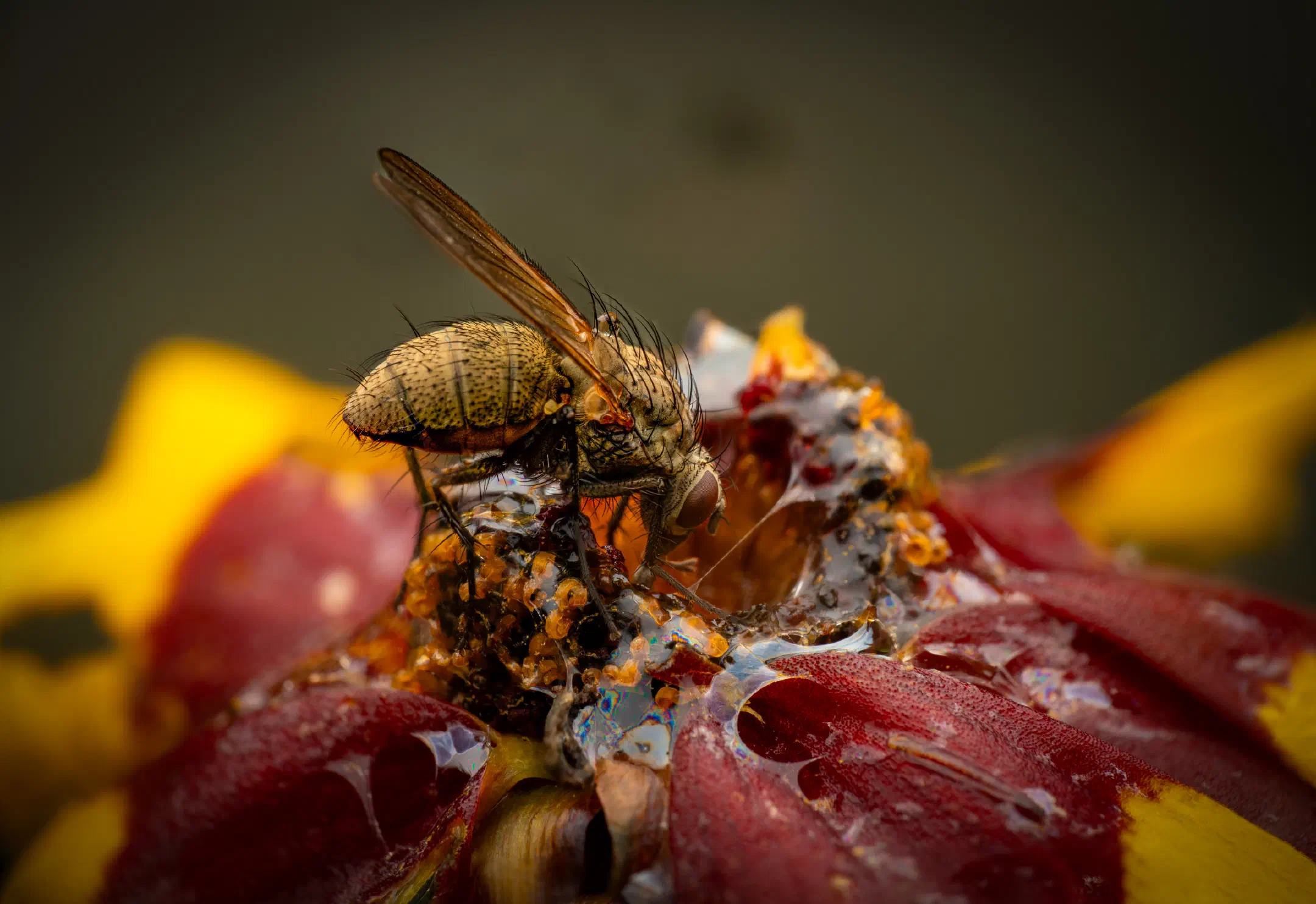 Wheat Bulb Fly | Wheat Bulb Fly