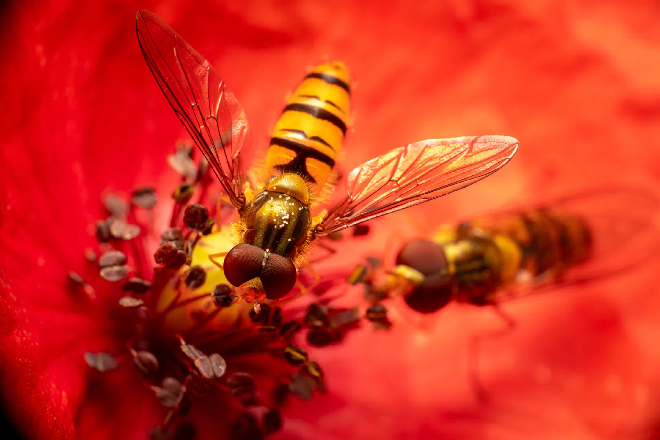 Marmalade Hover Fly | Marmalade Hover Fly