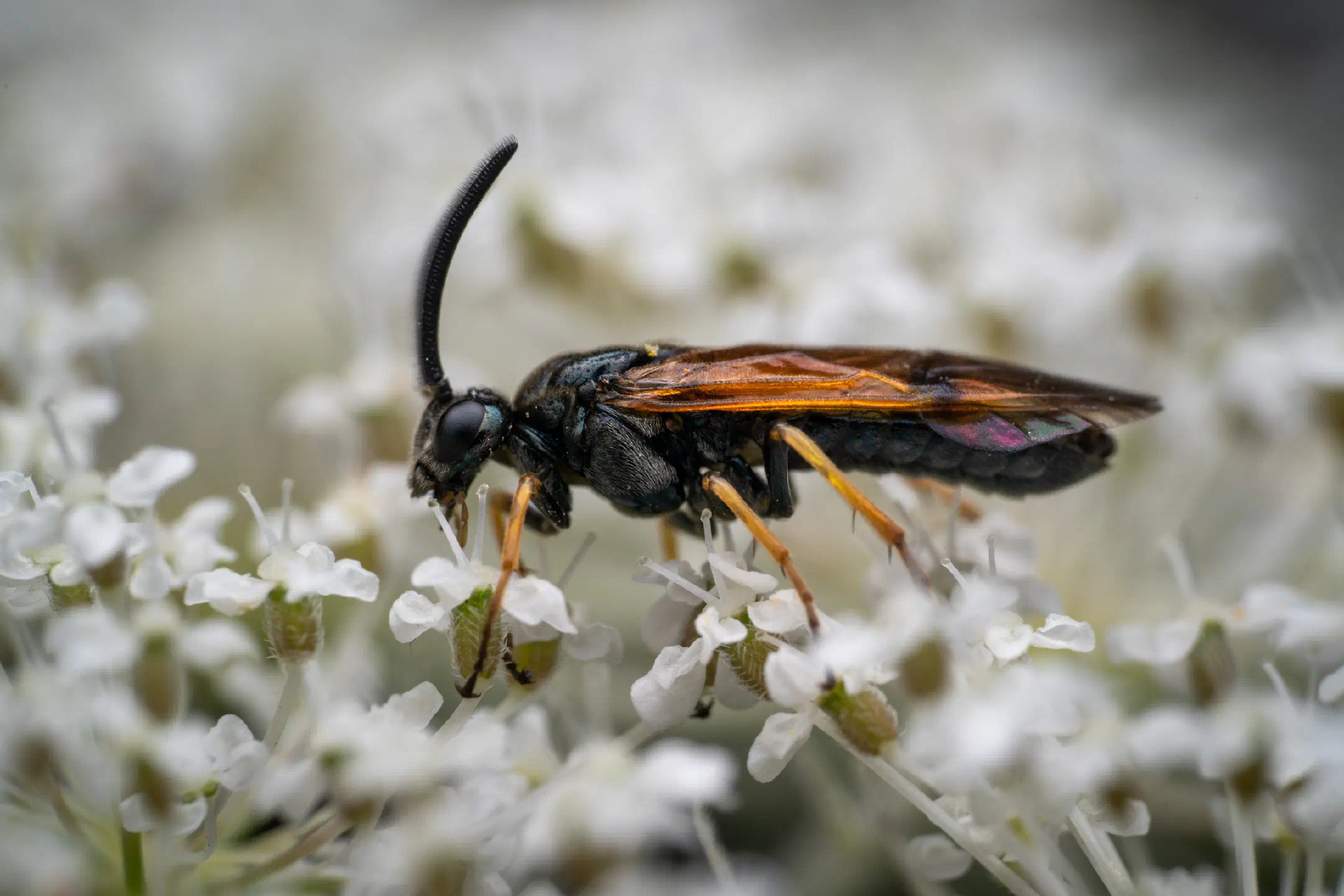 Arge cyanocrocea
