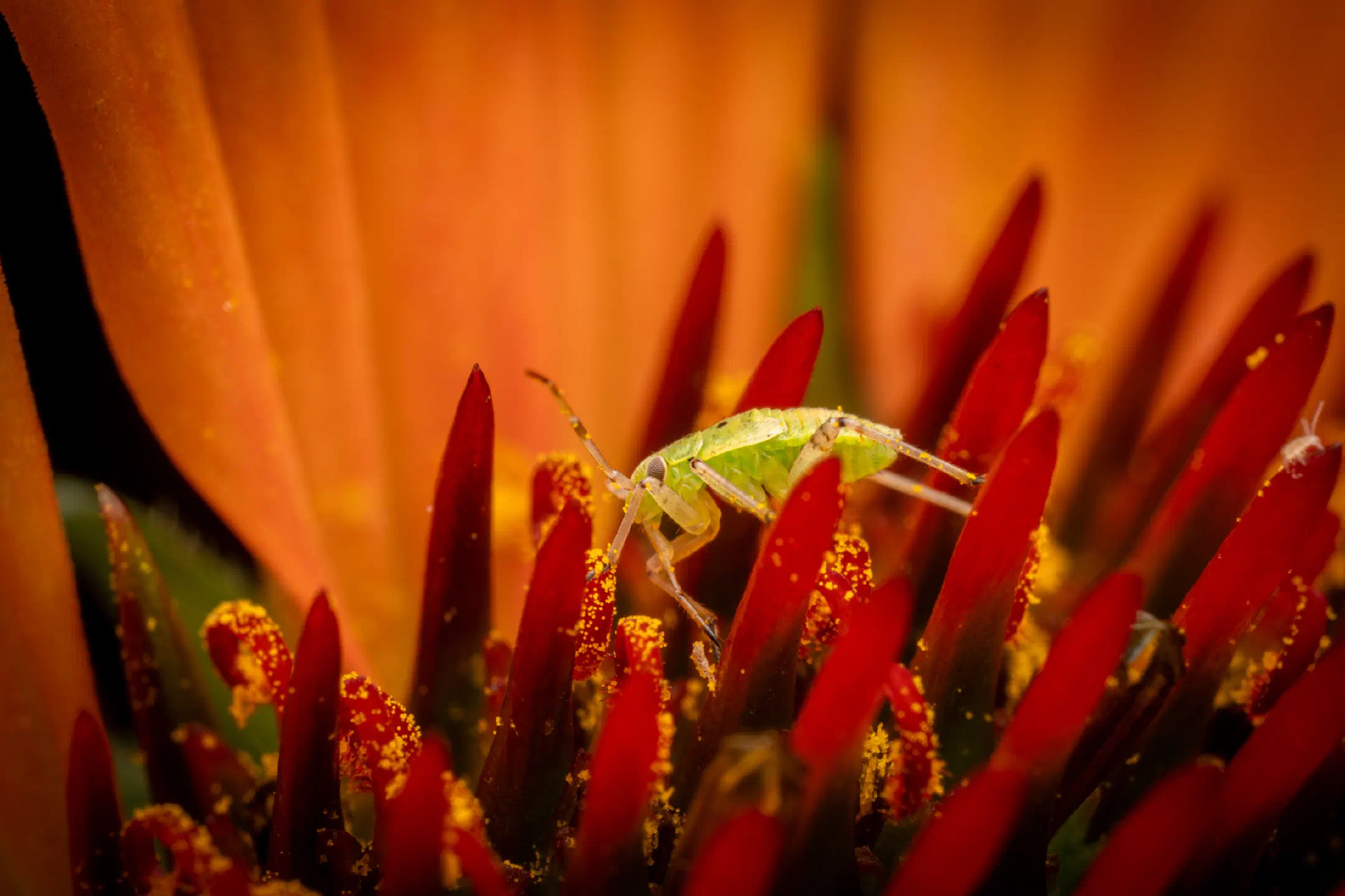 Apolygus lucorum