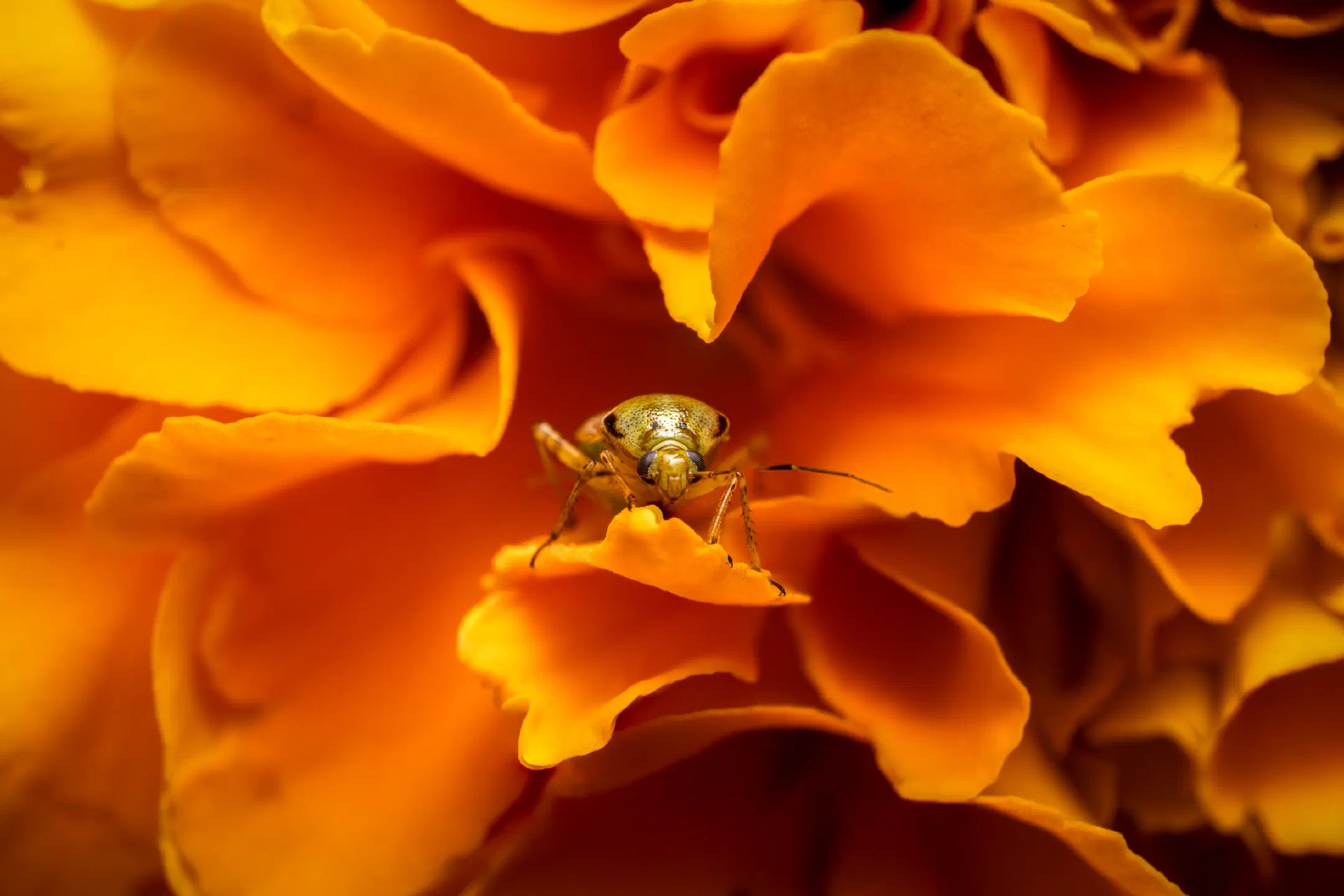 Calocoris affinis