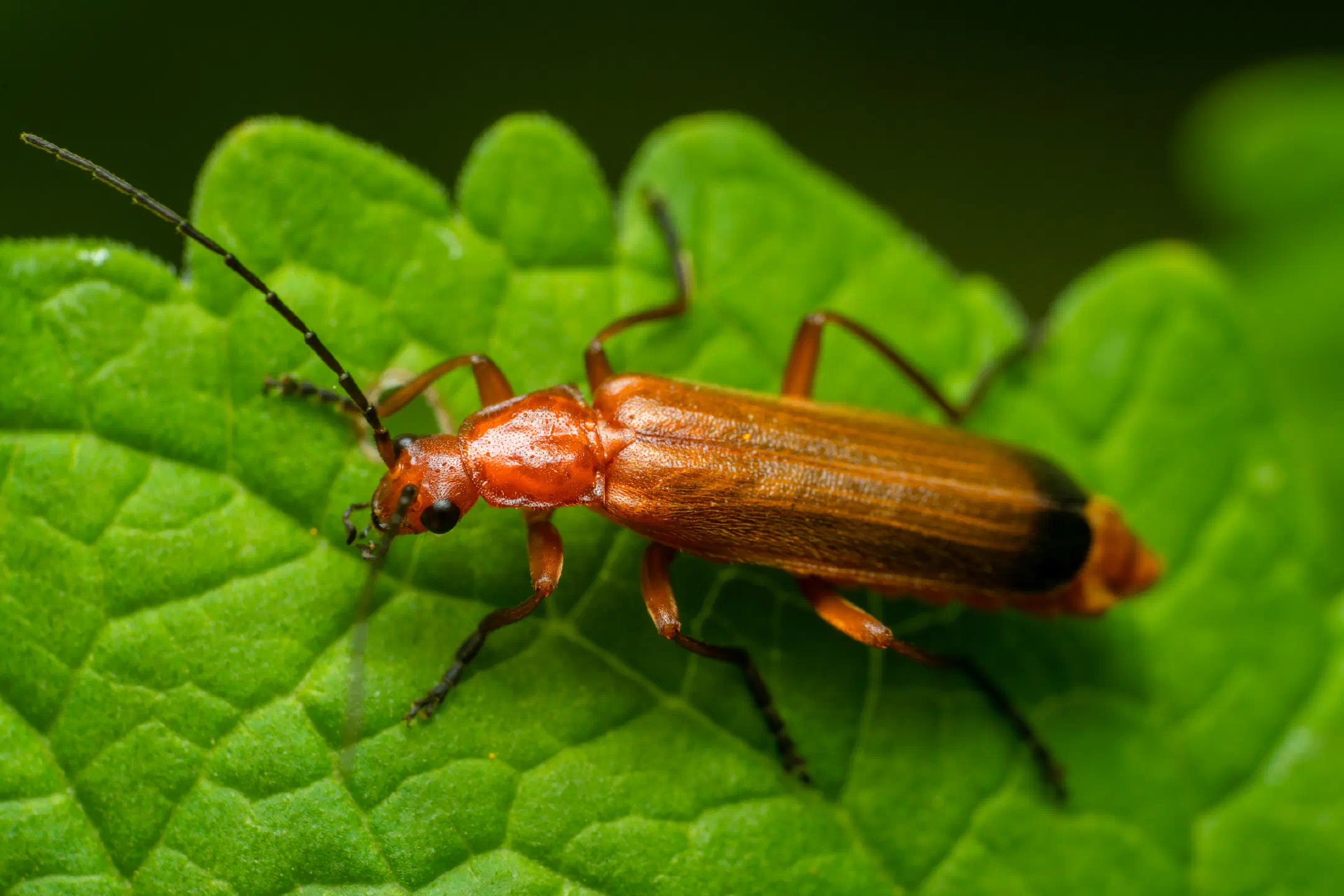 Common Red Soldier Beetle | Common Red Soldier Beetle