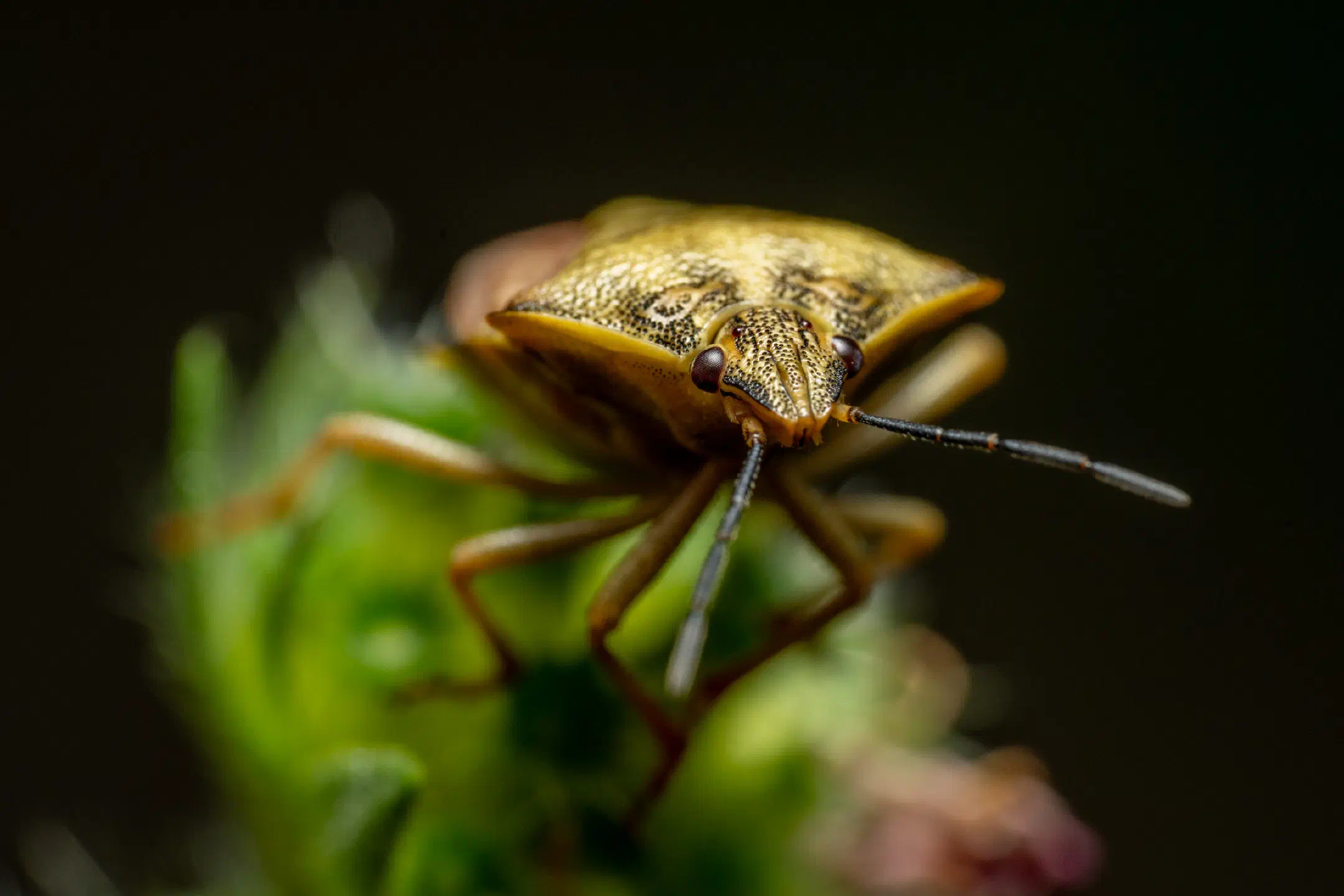 Black-shouldered Shieldbug | Black-shouldered Shieldbug