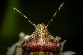 Sloe Bug