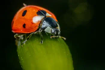Seven-spotted Lady Beetle