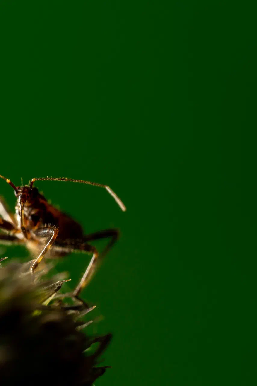 Ant Damselbug