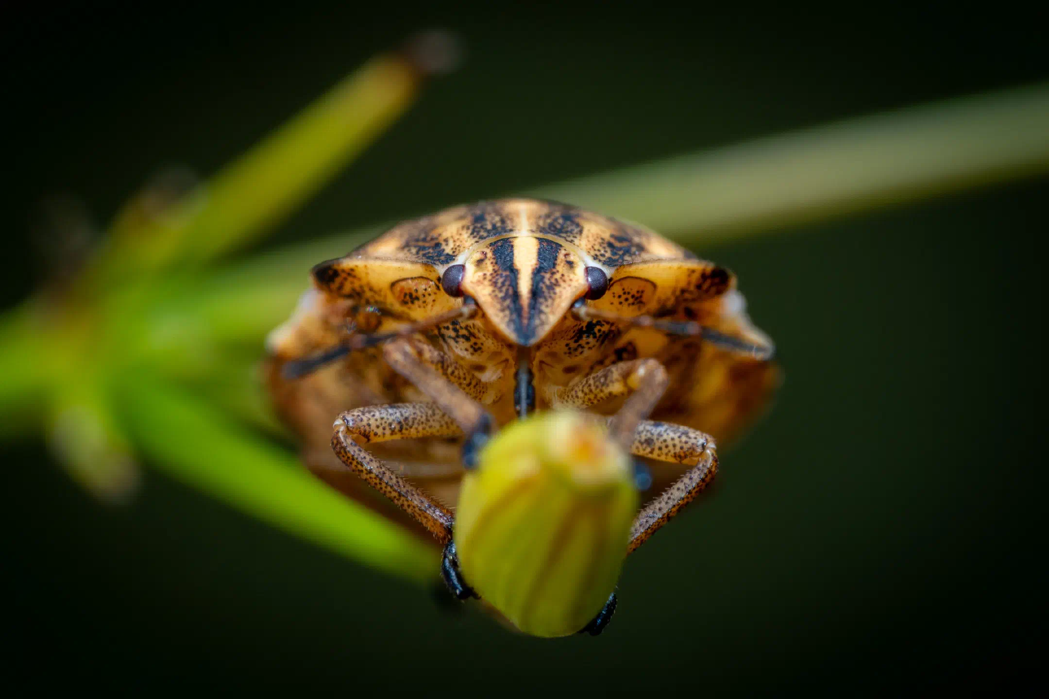 Dock Leaf Bug | Dock Leaf Bug