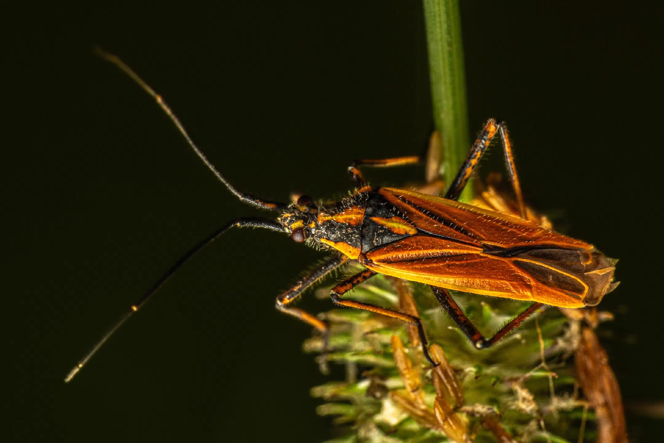 Meadow Plant Bug | Meadow Plant Bug