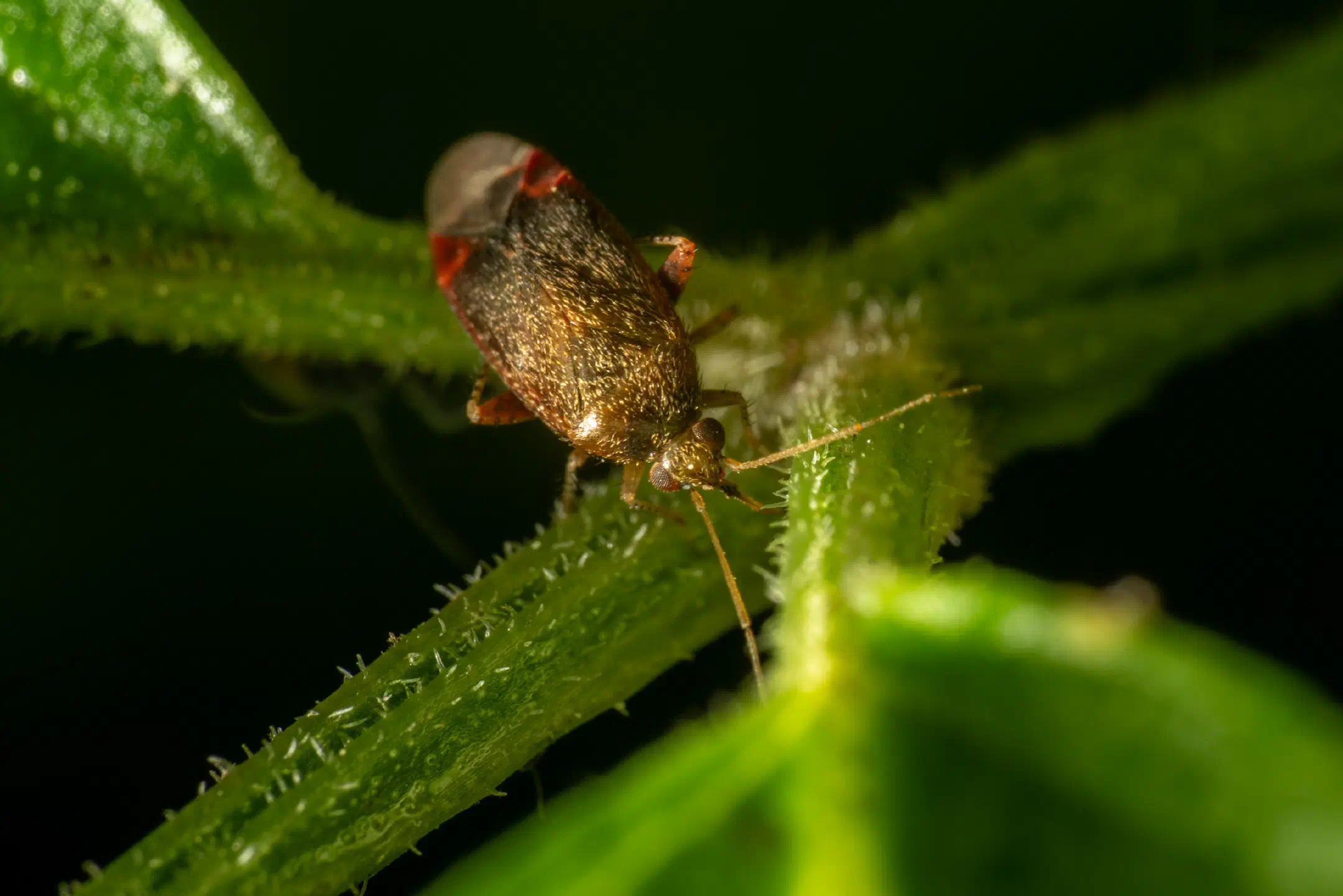 Psallus varians | Psallus varians