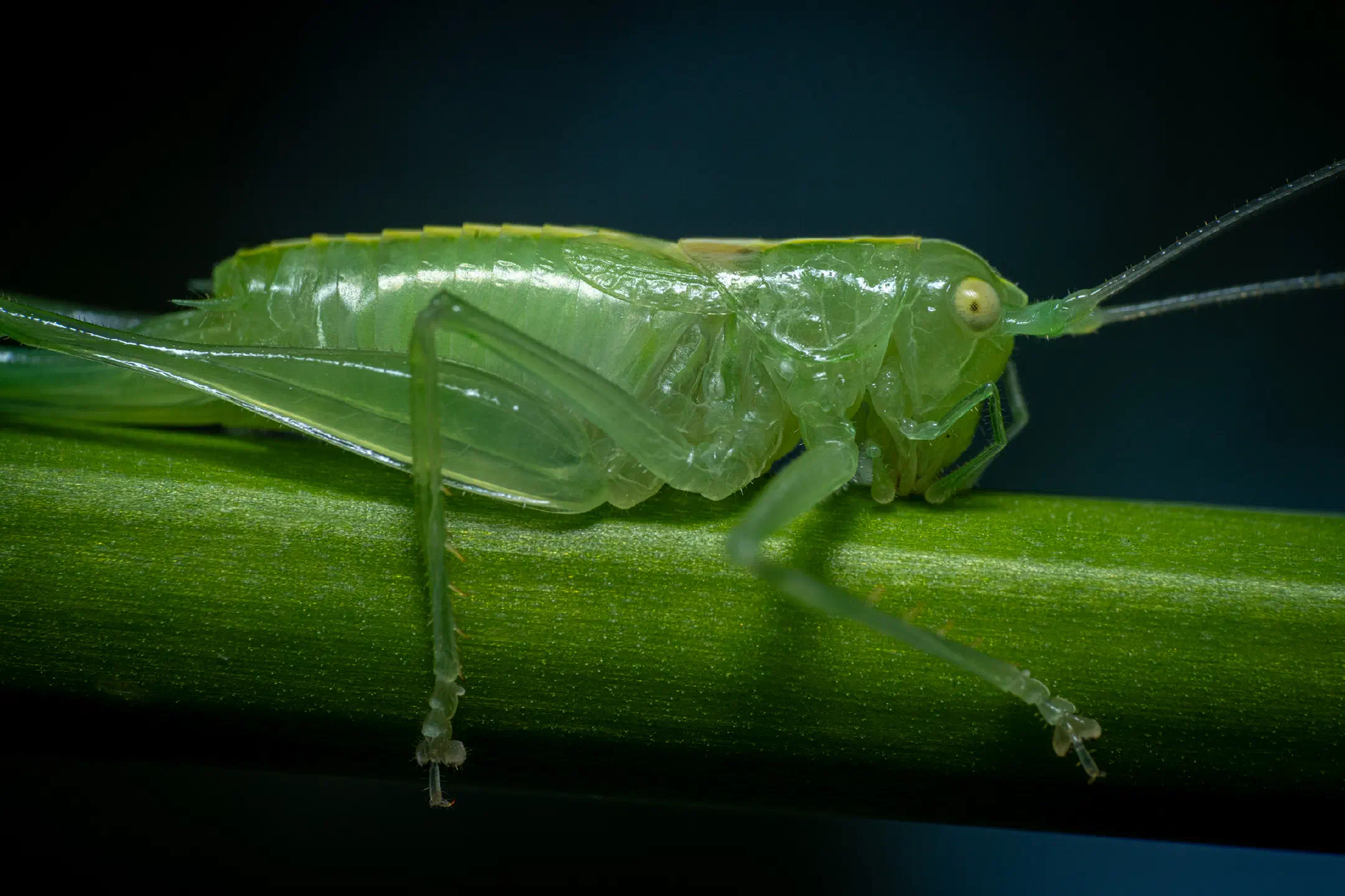 Southern Oak Bush-cricket | Southern Oak Bush-cricket