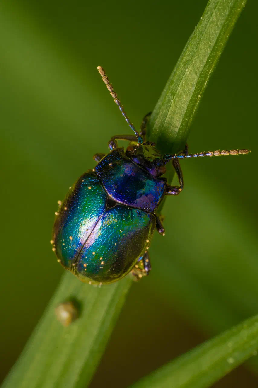 Mint beetle | Mint beetle