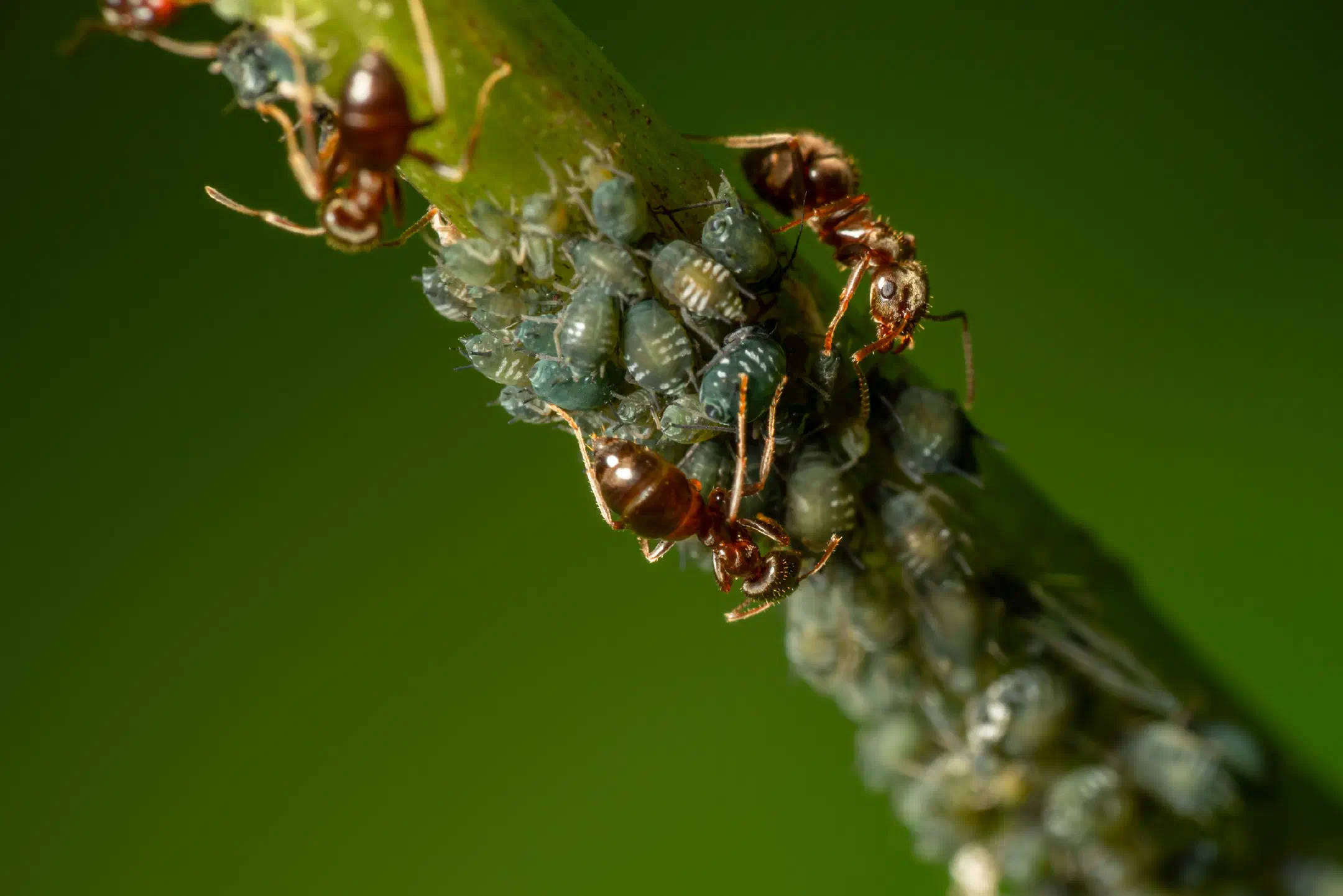 Aphidoidea | Aphidoidea
