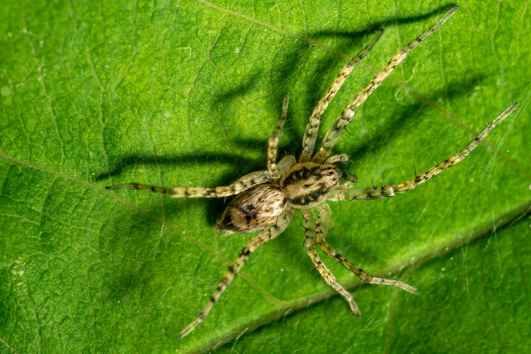 Buzzing Spider | Buzzing Spider