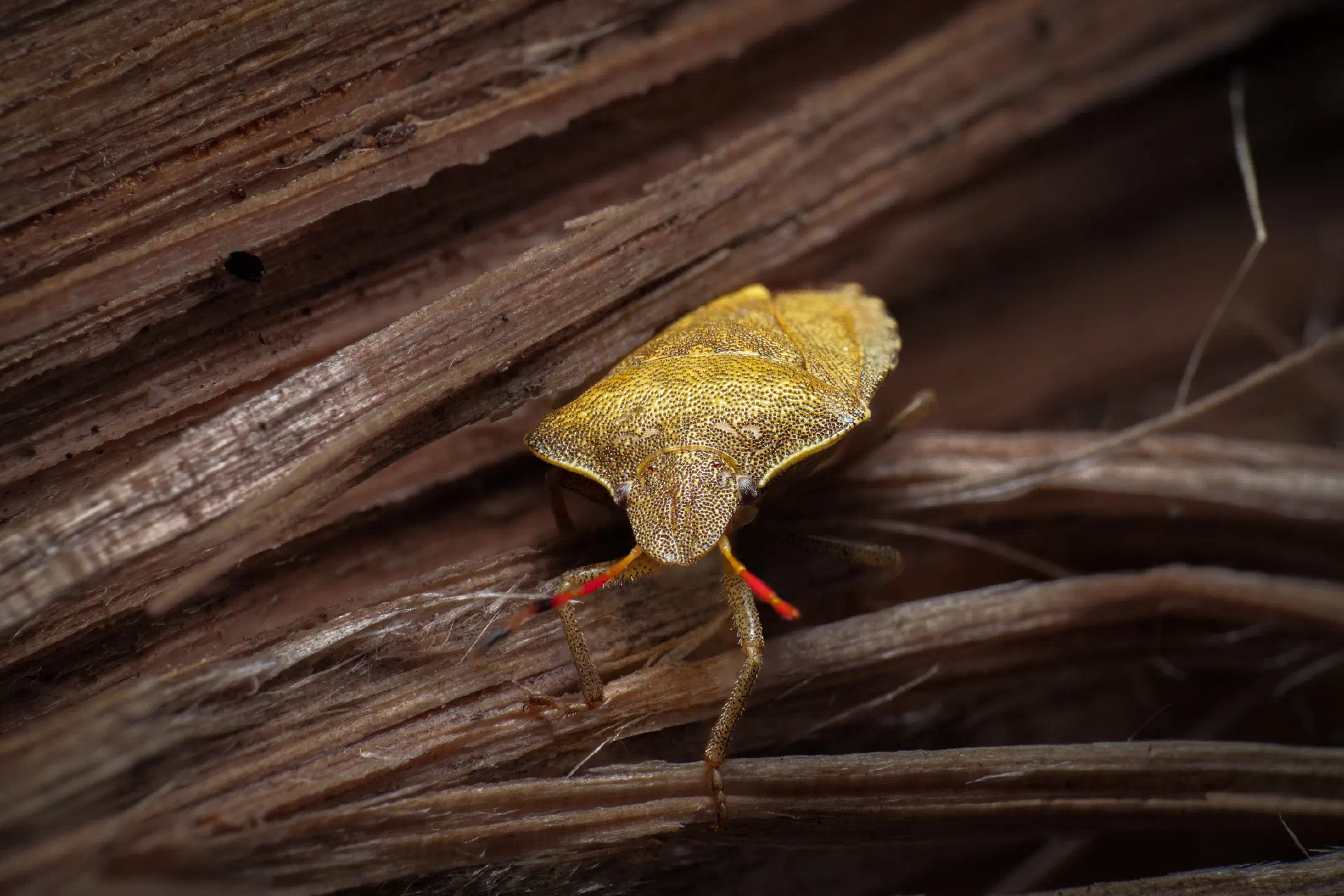 Gorse Shield Bug