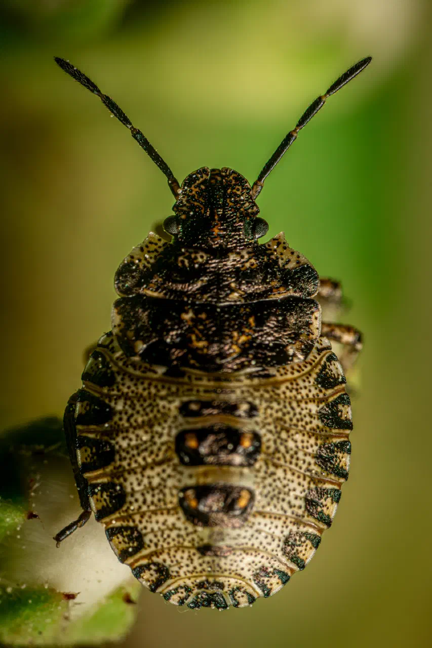 Sloe Bug | Sloe Bug