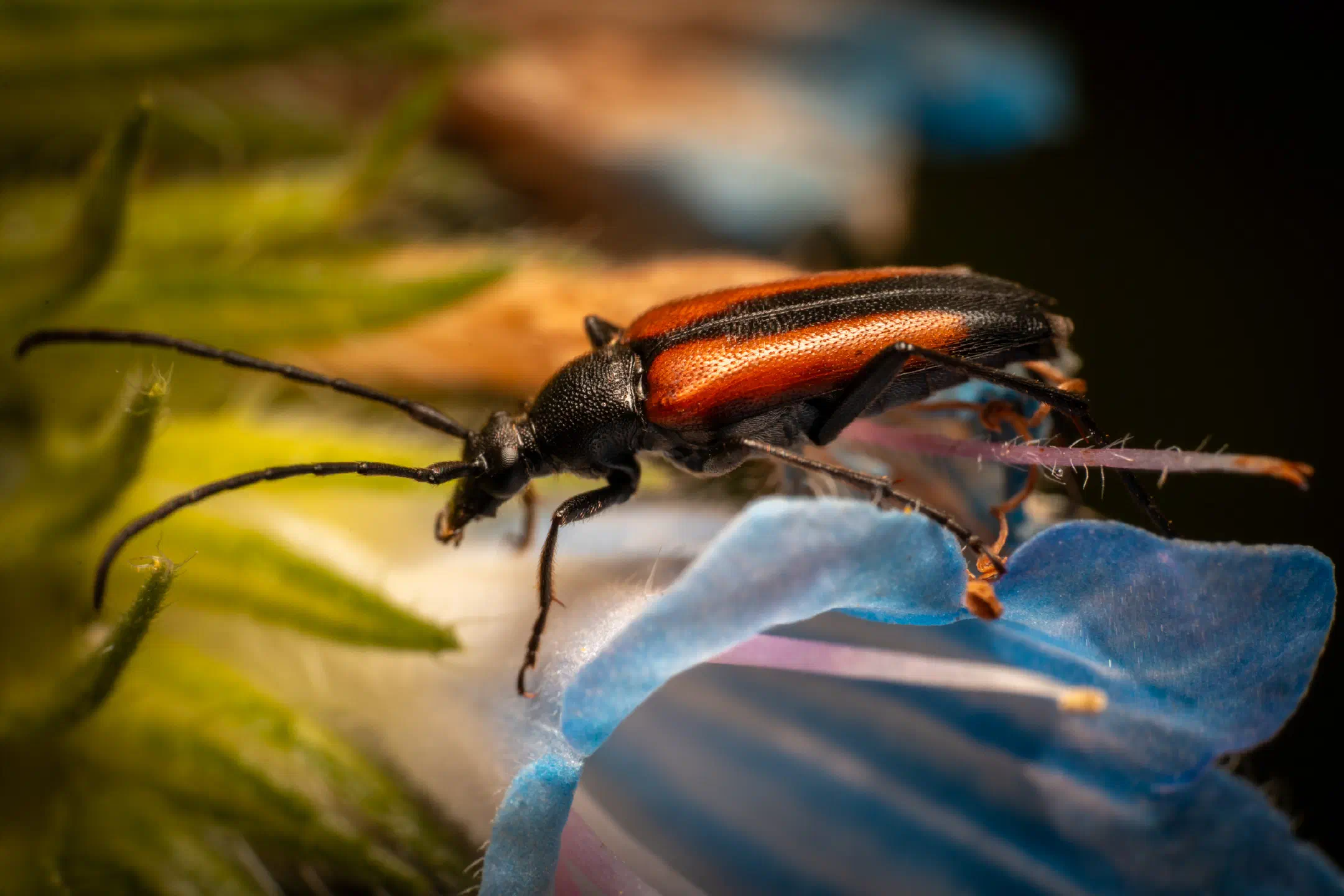 Black-striped Longhorn Beetle | Black-striped Longhorn Beetle