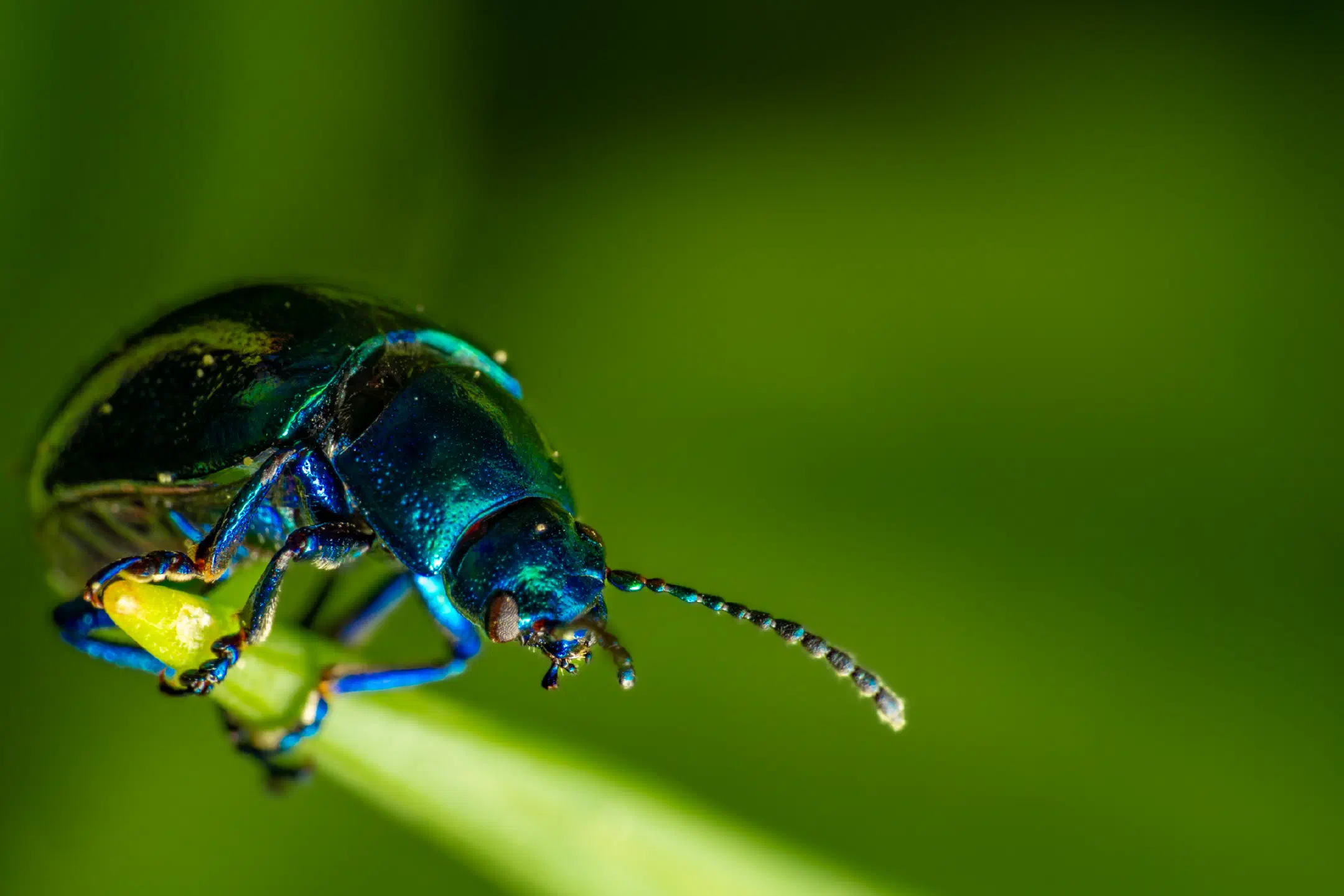 Mint beetle | Mint beetle