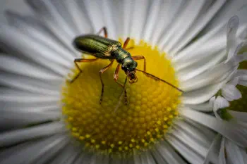 Oedemera virescens