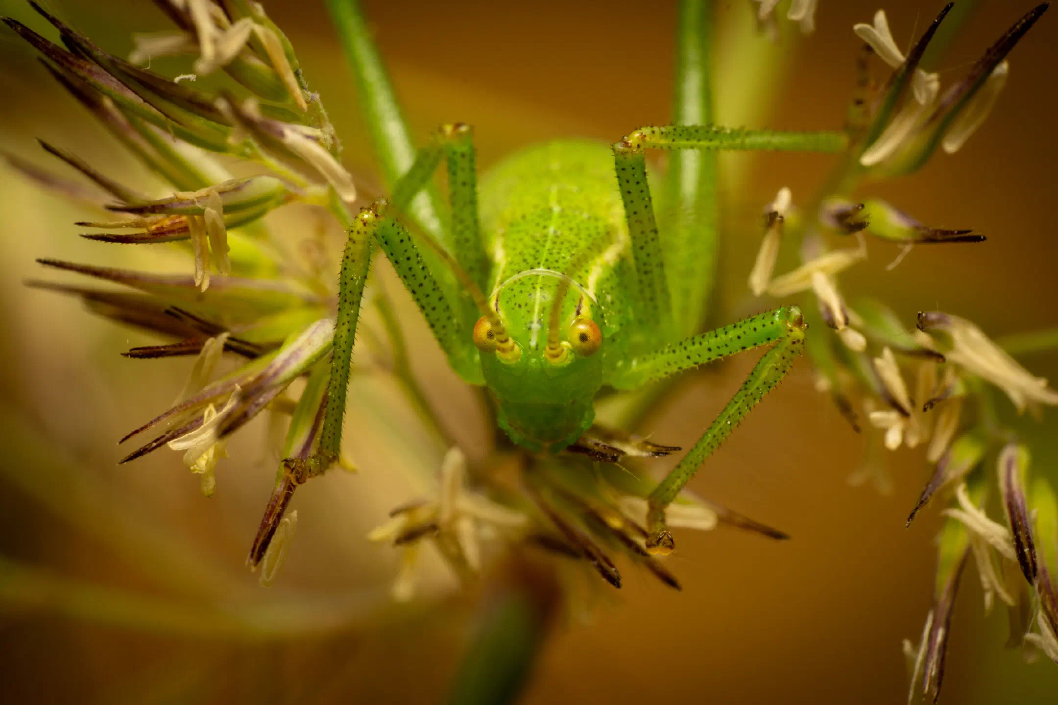 Common Saw Bush-cricket | Common Saw Bush-cricket
