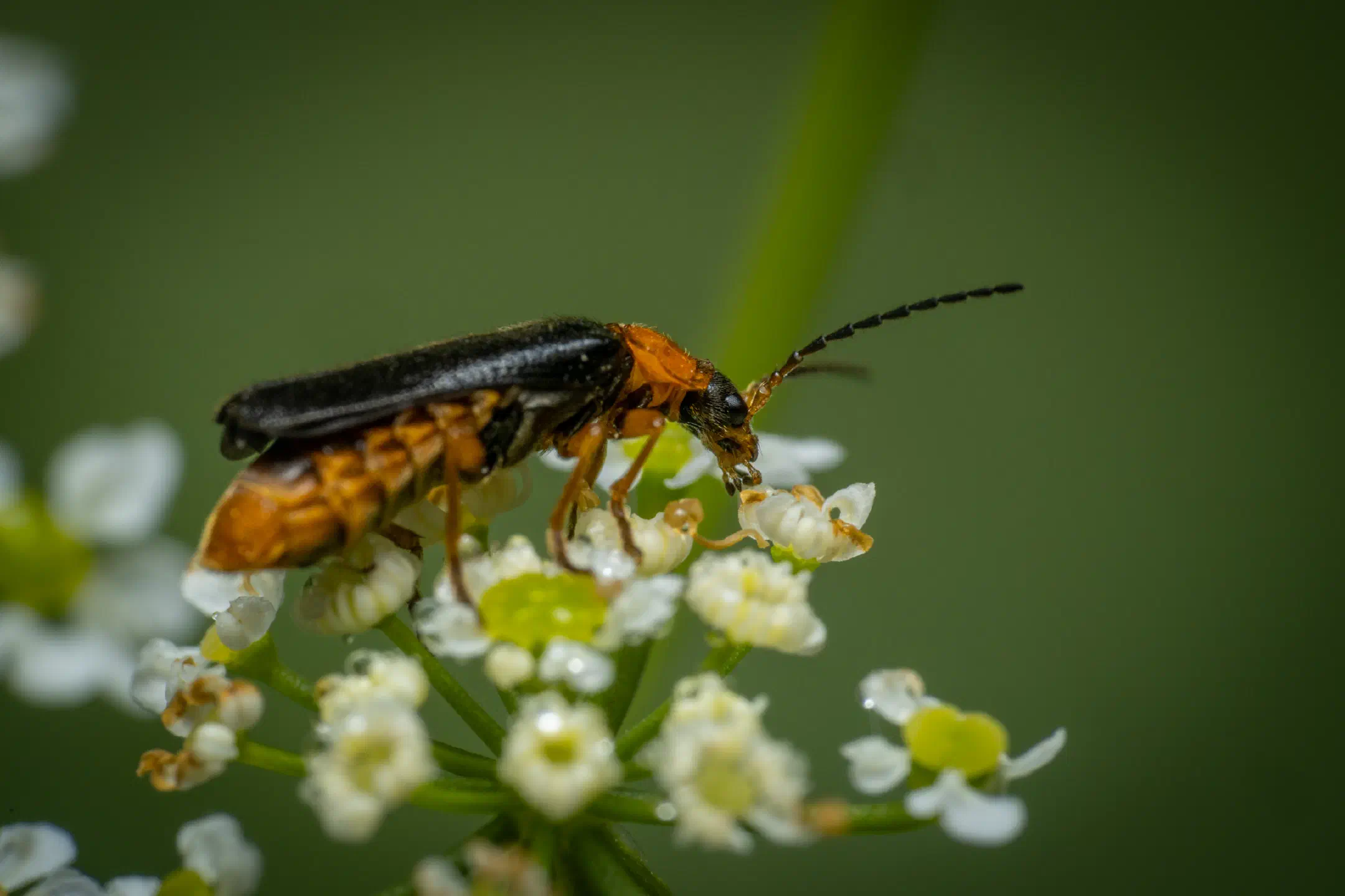 Ancistronycha violacea | Ancistronycha violacea