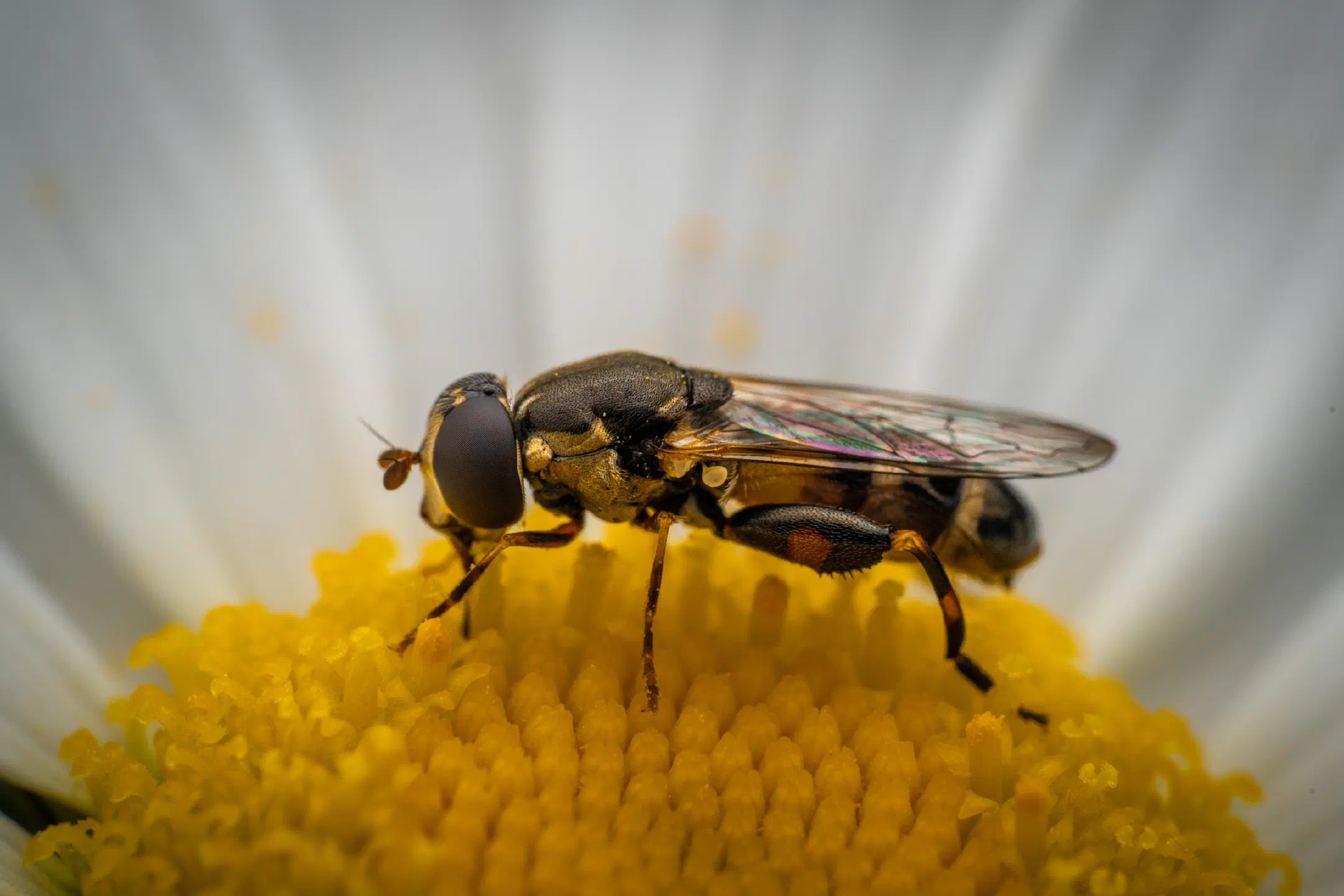 Thick-legged Hover Fly | Thick-legged Hover Fly