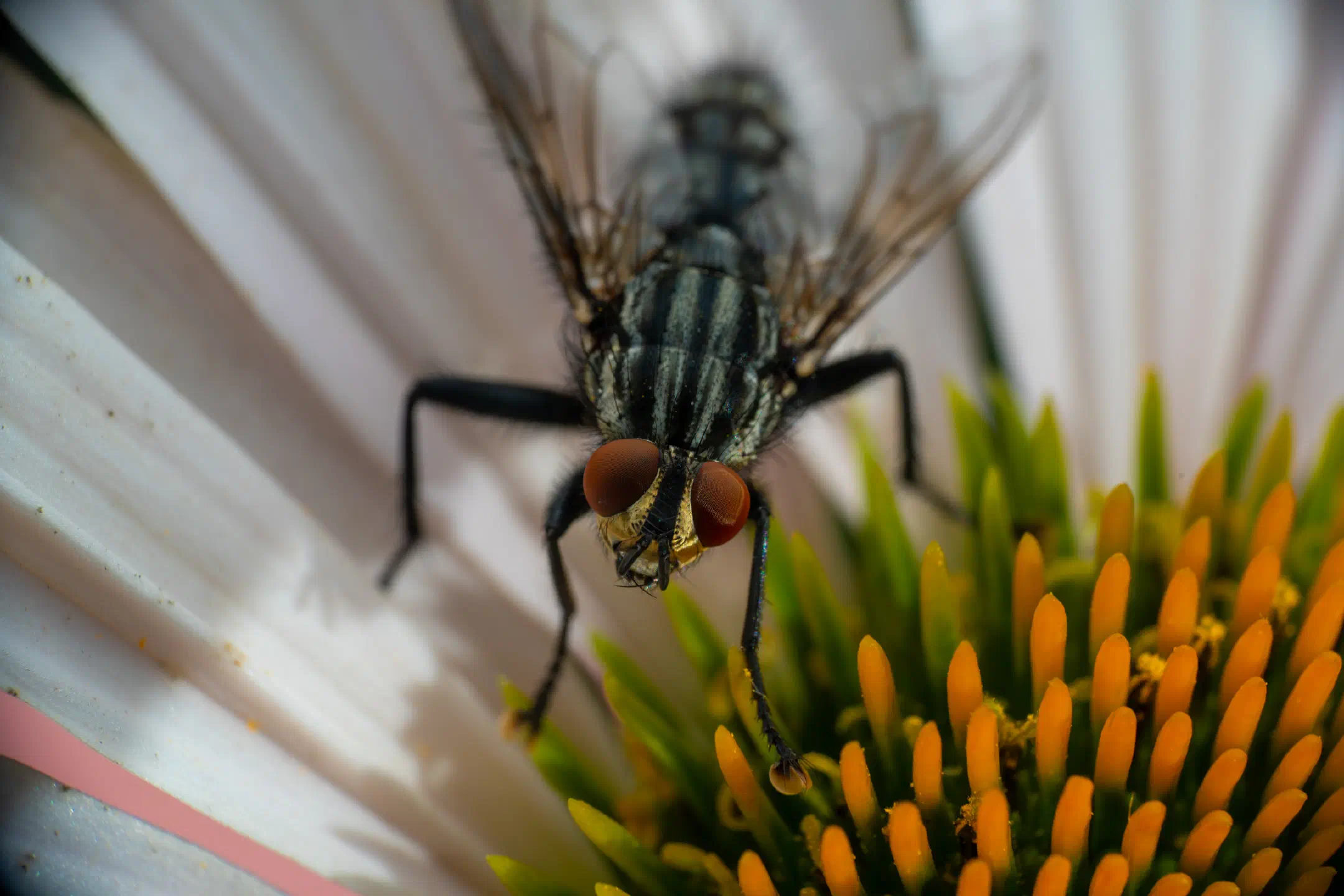 Sarcophaga carnaria | Sarcophaga carnaria