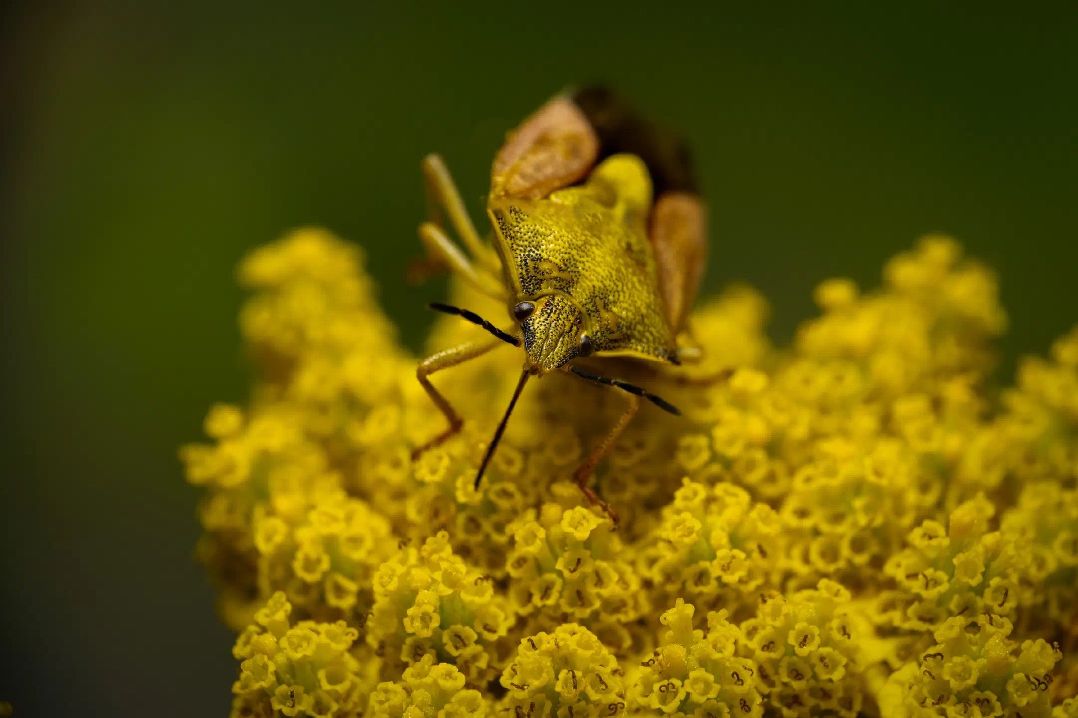 Sloe Bug | Sloe Bug