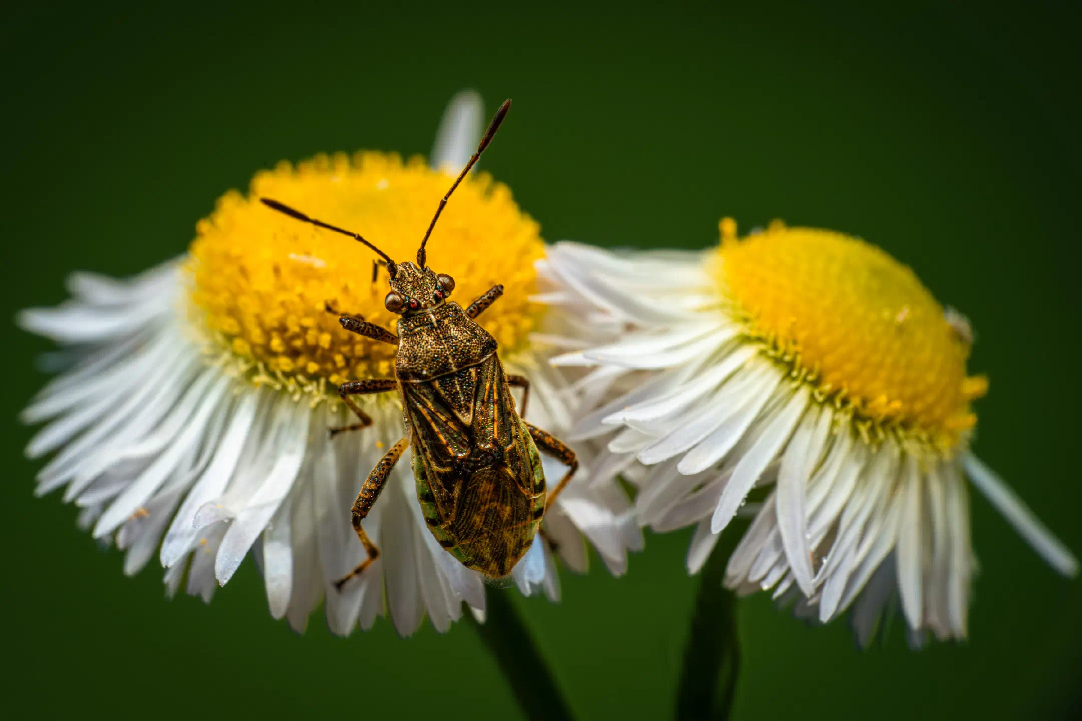 Hyaline Grass Bug | Hyaline Grass Bug