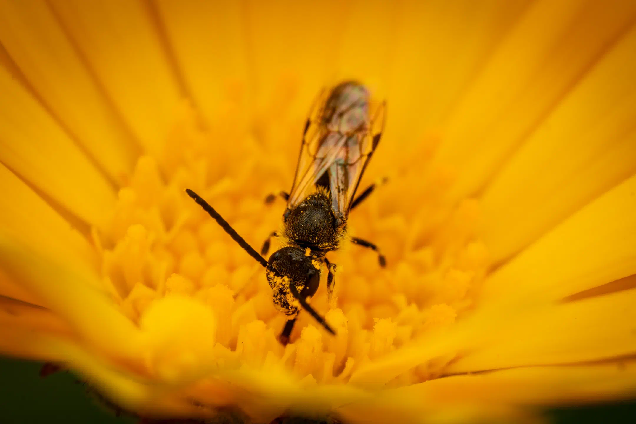 Lasioglossum | Lasioglossum