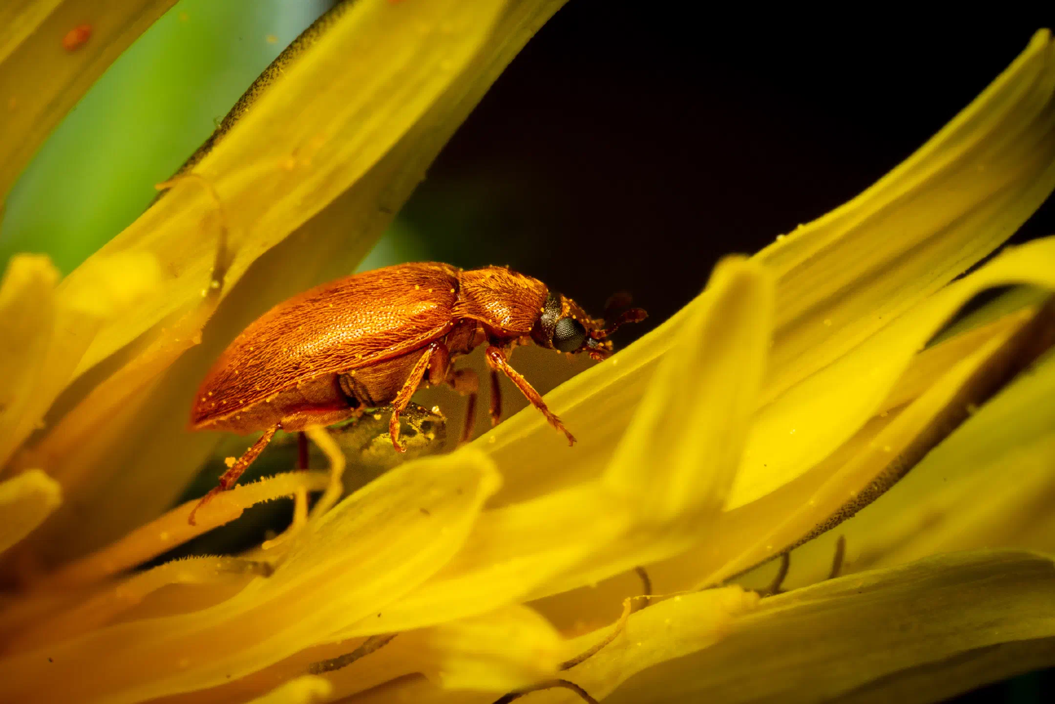 Byturus ochraceus | Byturus ochraceus