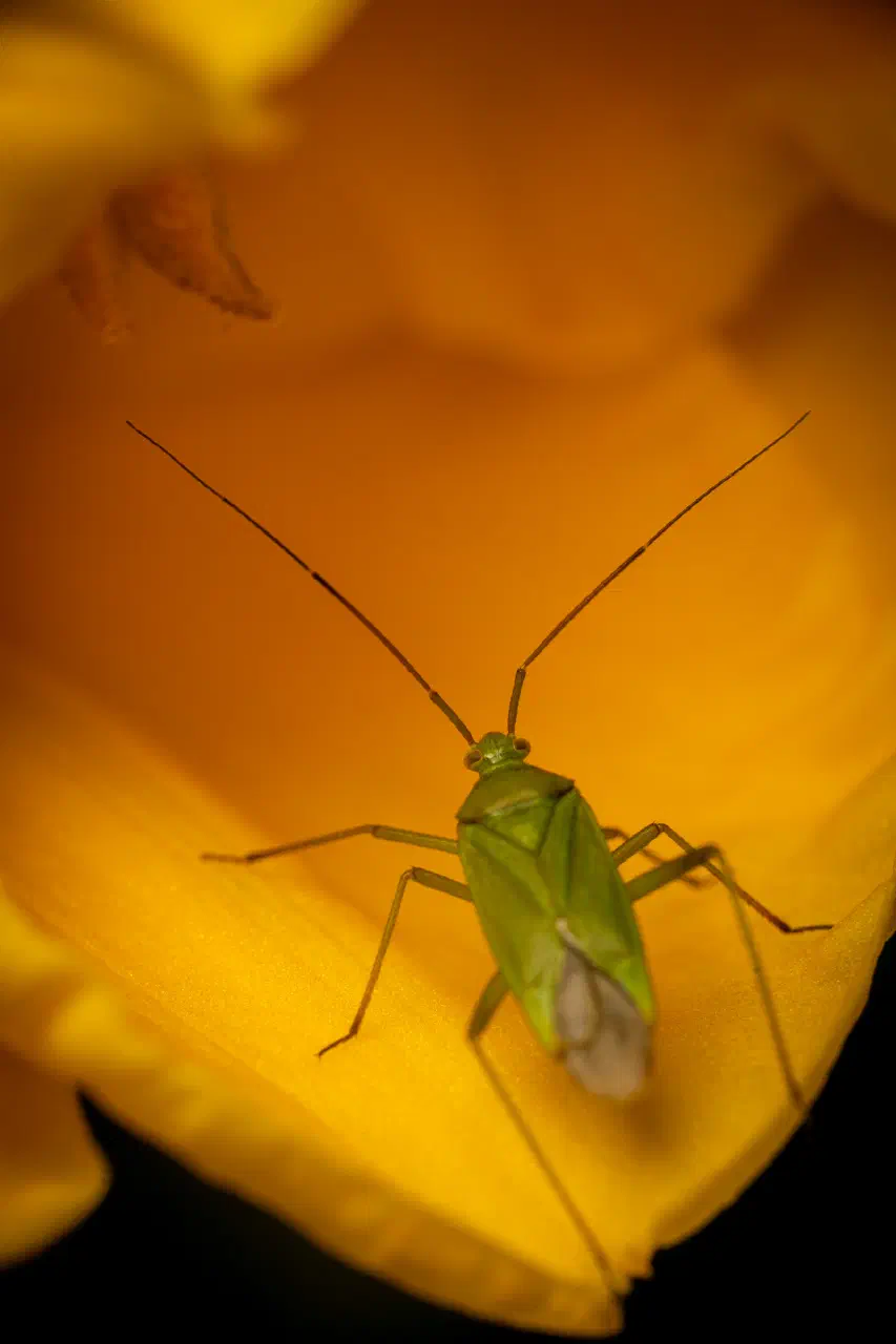 Common Green Capsid | Common Green Capsid
