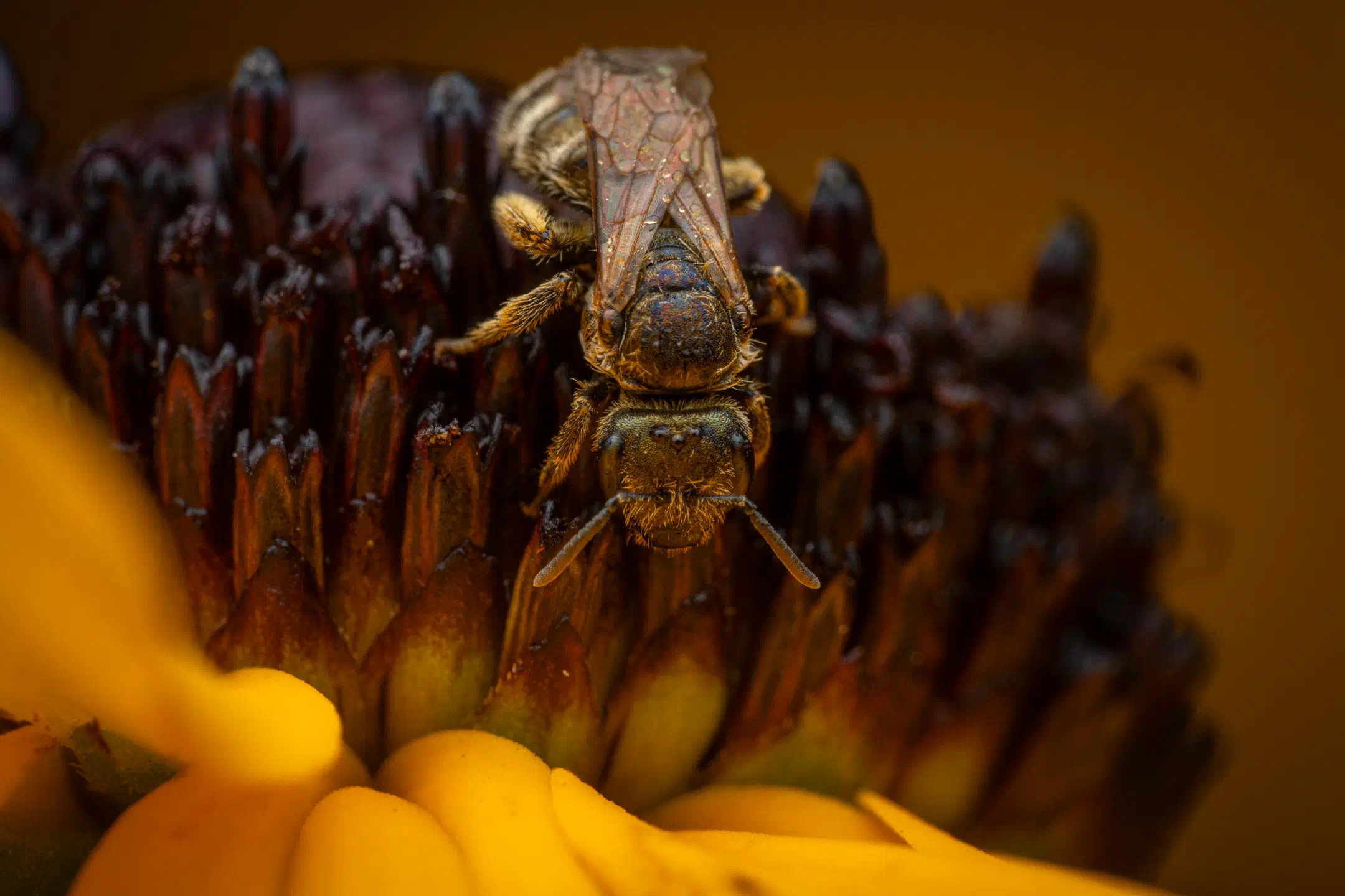 Confusing Furrow Bee | Confusing Furrow Bee