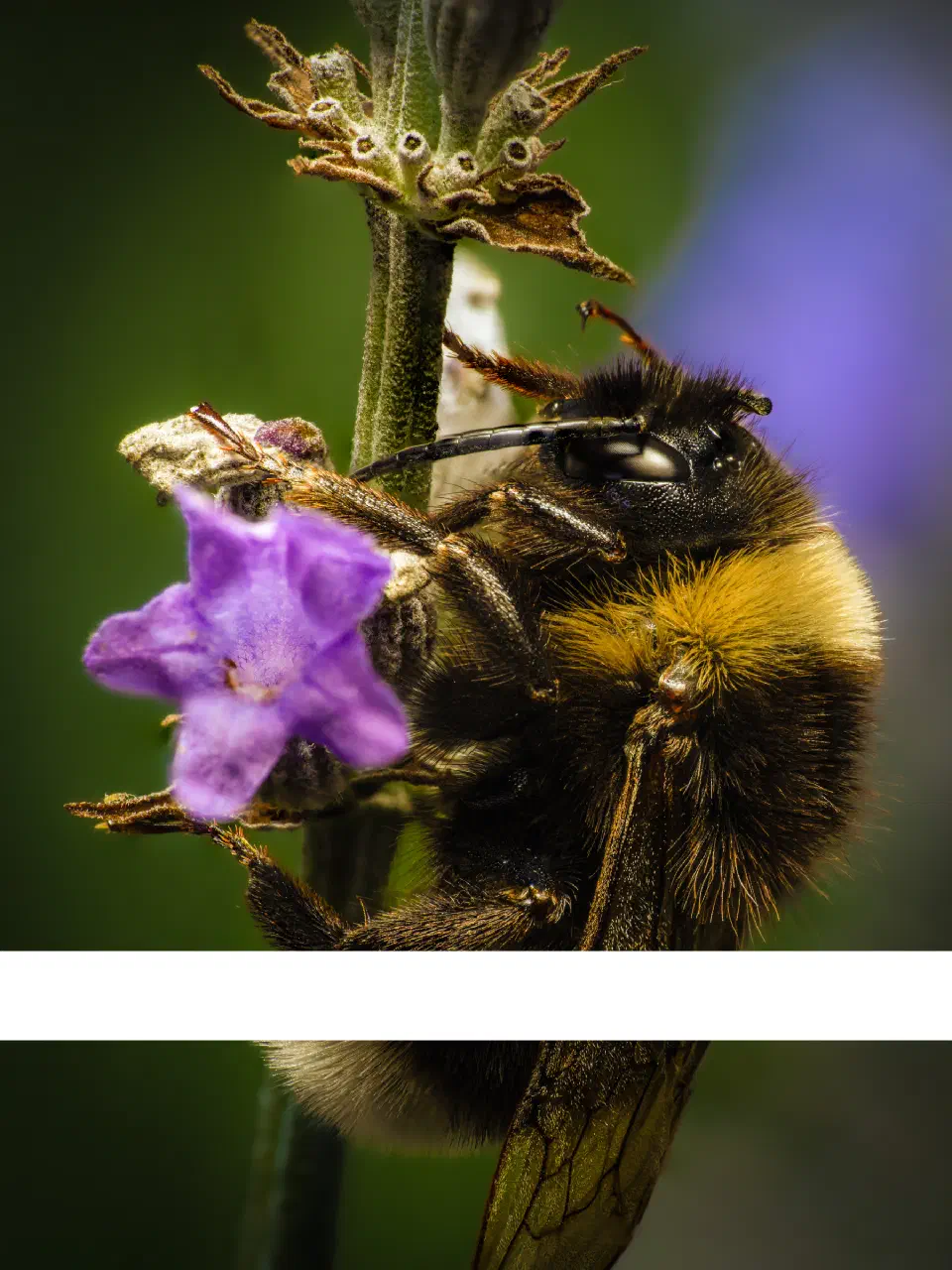 Garden Bumble Bee
