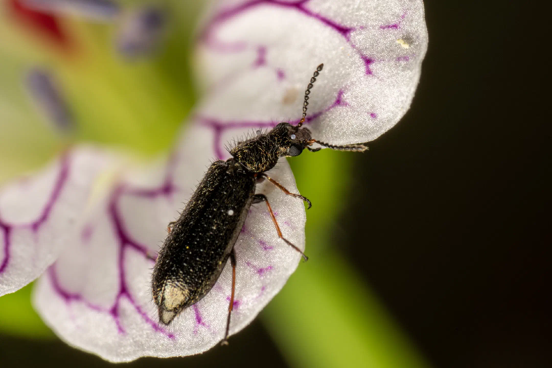 Dasytes aeratus | Dasytes aeratus