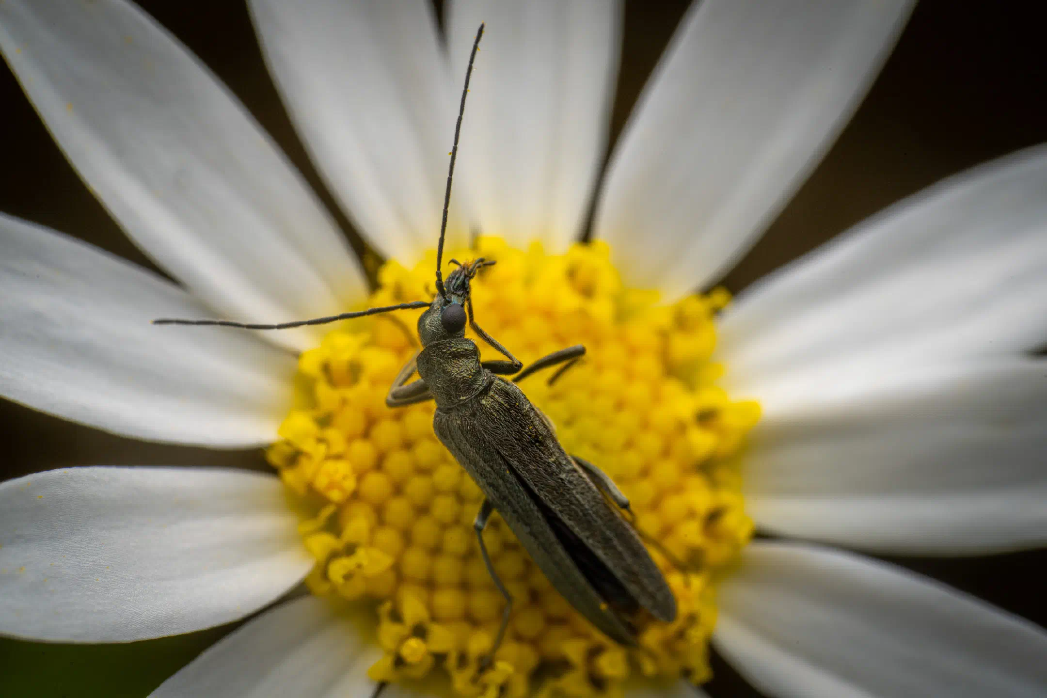 Greenish Oedemera | Greenish Oedemera