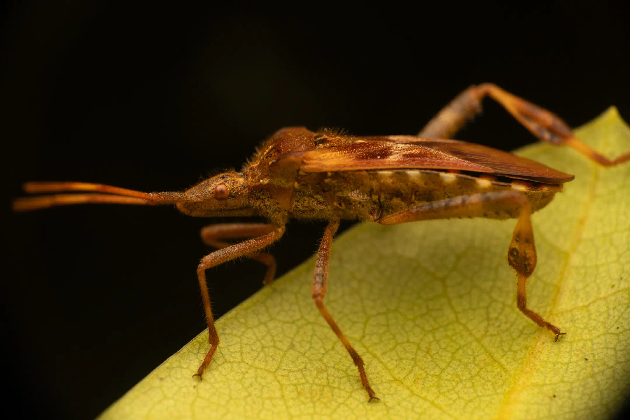 Western Conifer Seed Bug | Western Conifer Seed Bug