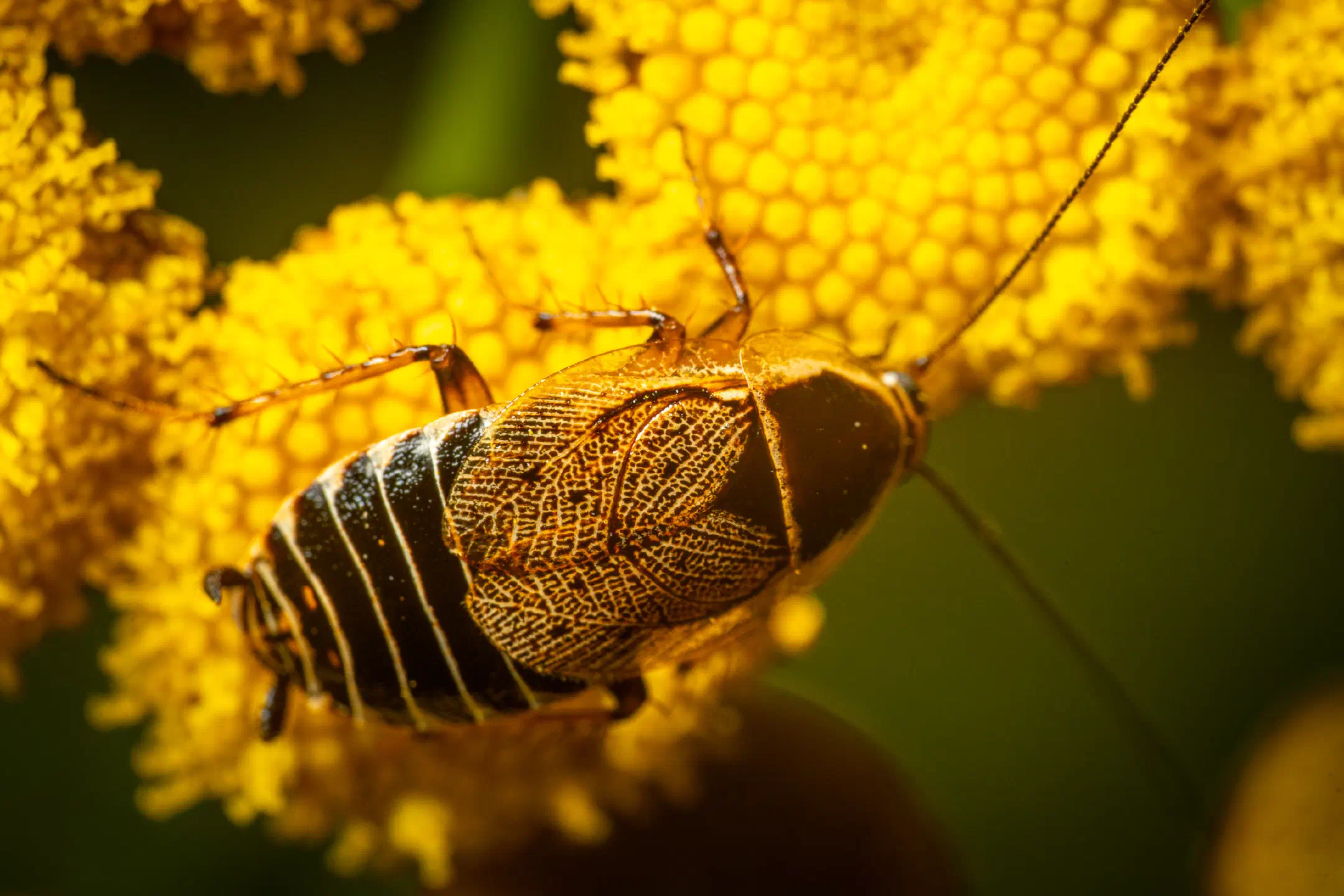 Forest Cockroach | Forest Cockroach