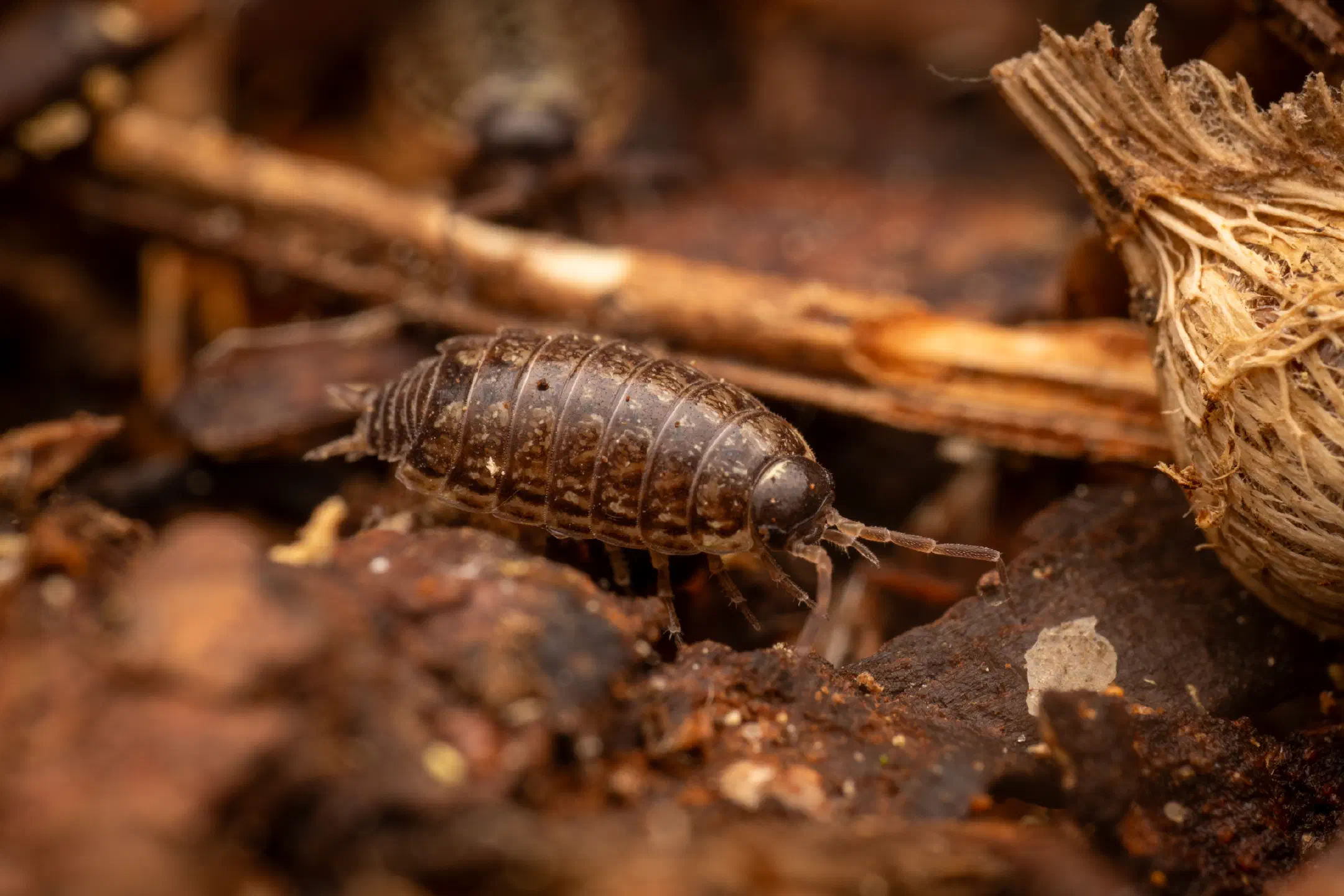 Common Striped Woodlouse | Common Striped Woodlouse