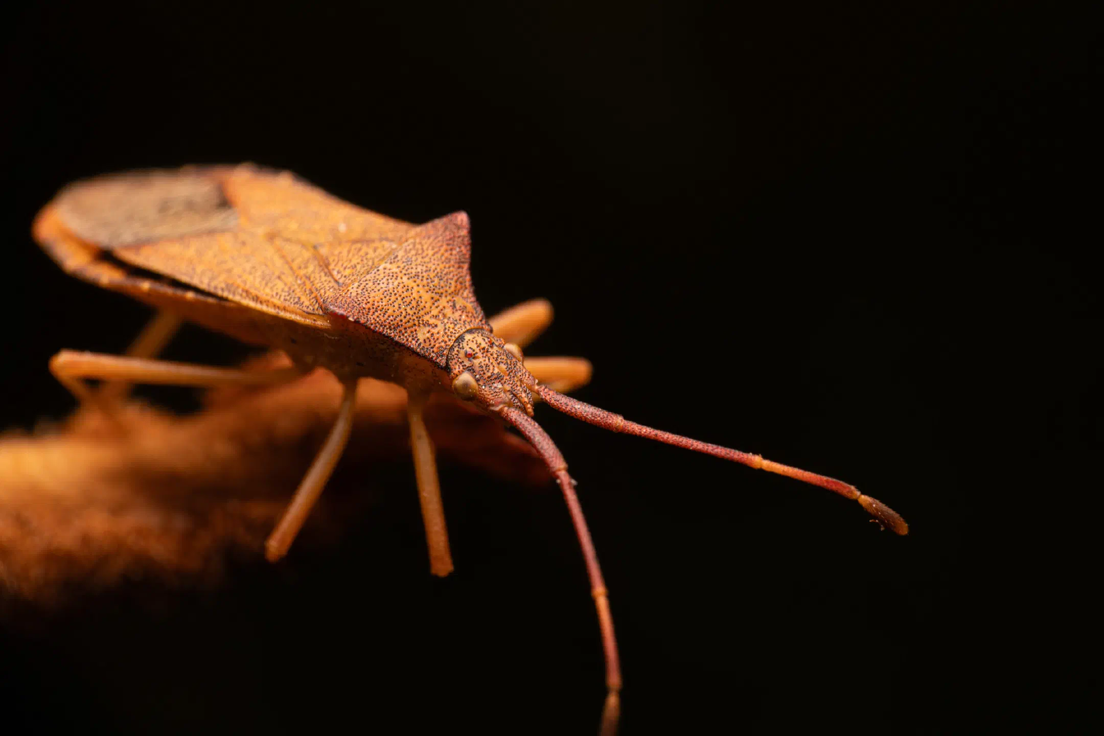 Box Bug | Box Bug