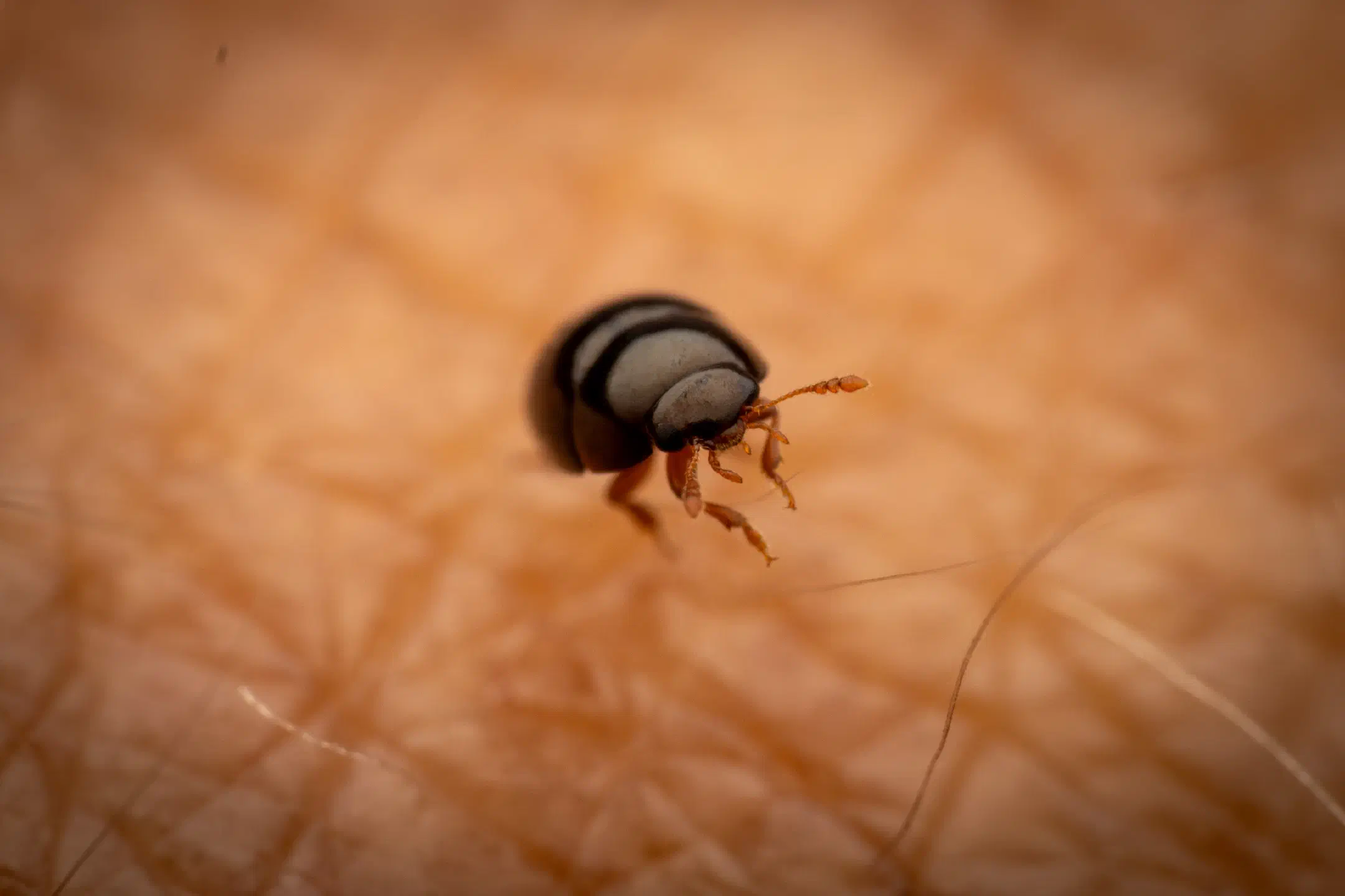 Olibrus bicolor | Olibrus bicolor