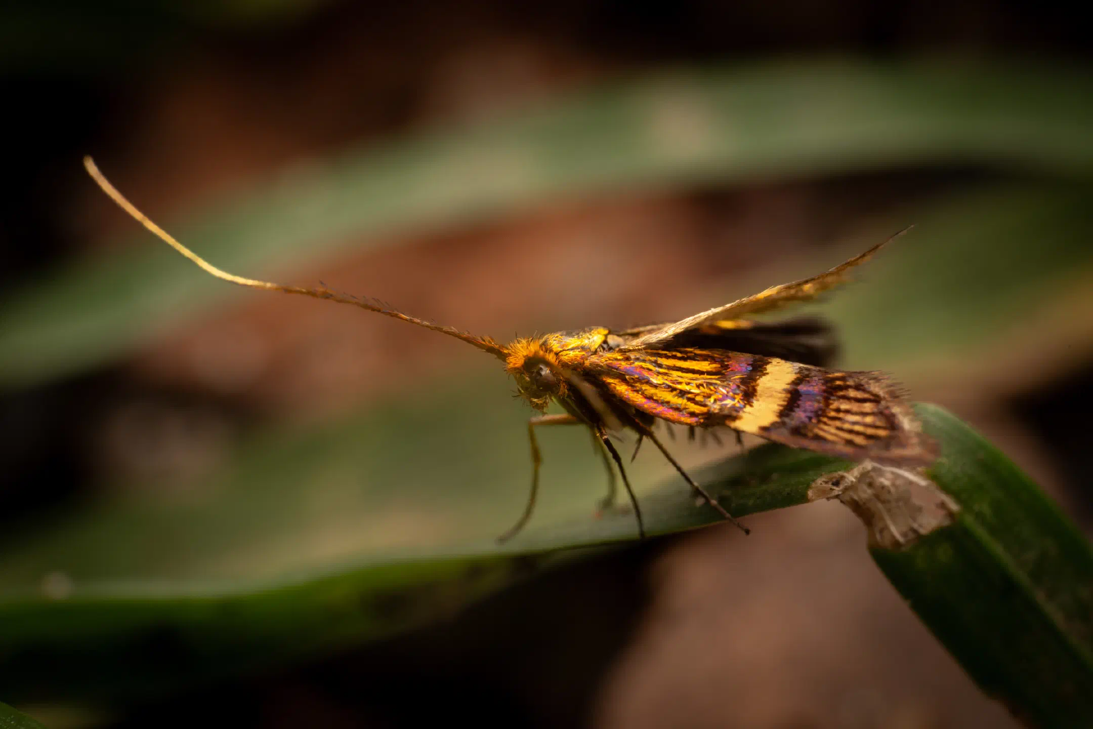 Small Barred Longhorn | Small Barred Longhorn