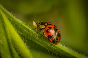 Asian Lady Beetle