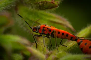European Firebug