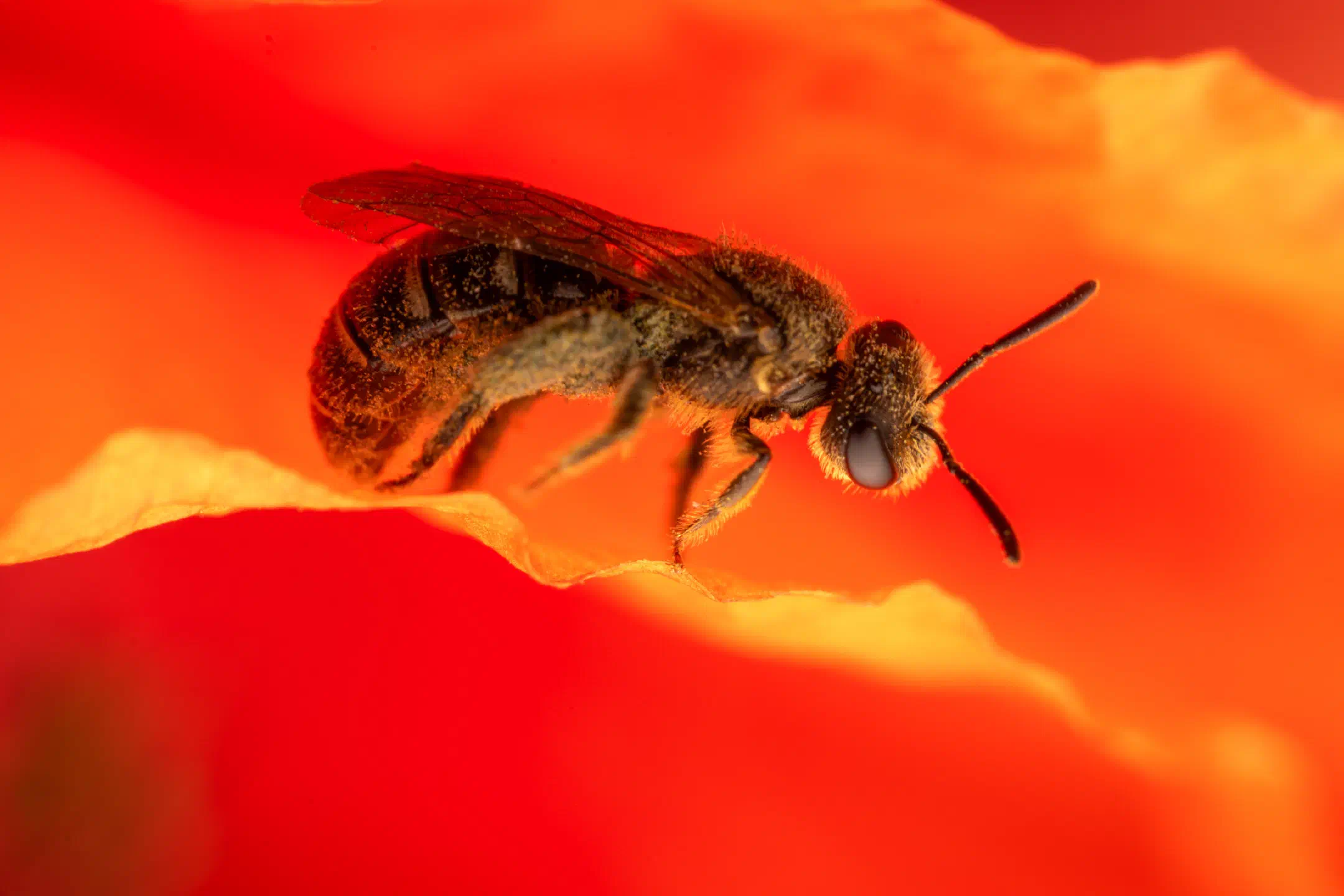 Lasioglossum | Lasioglossum